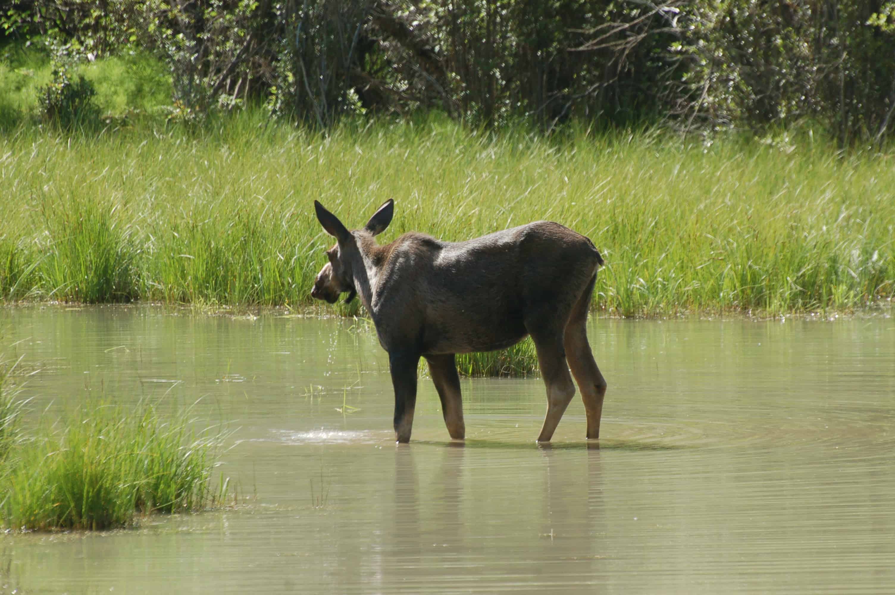 A moose near a lake past Muncho