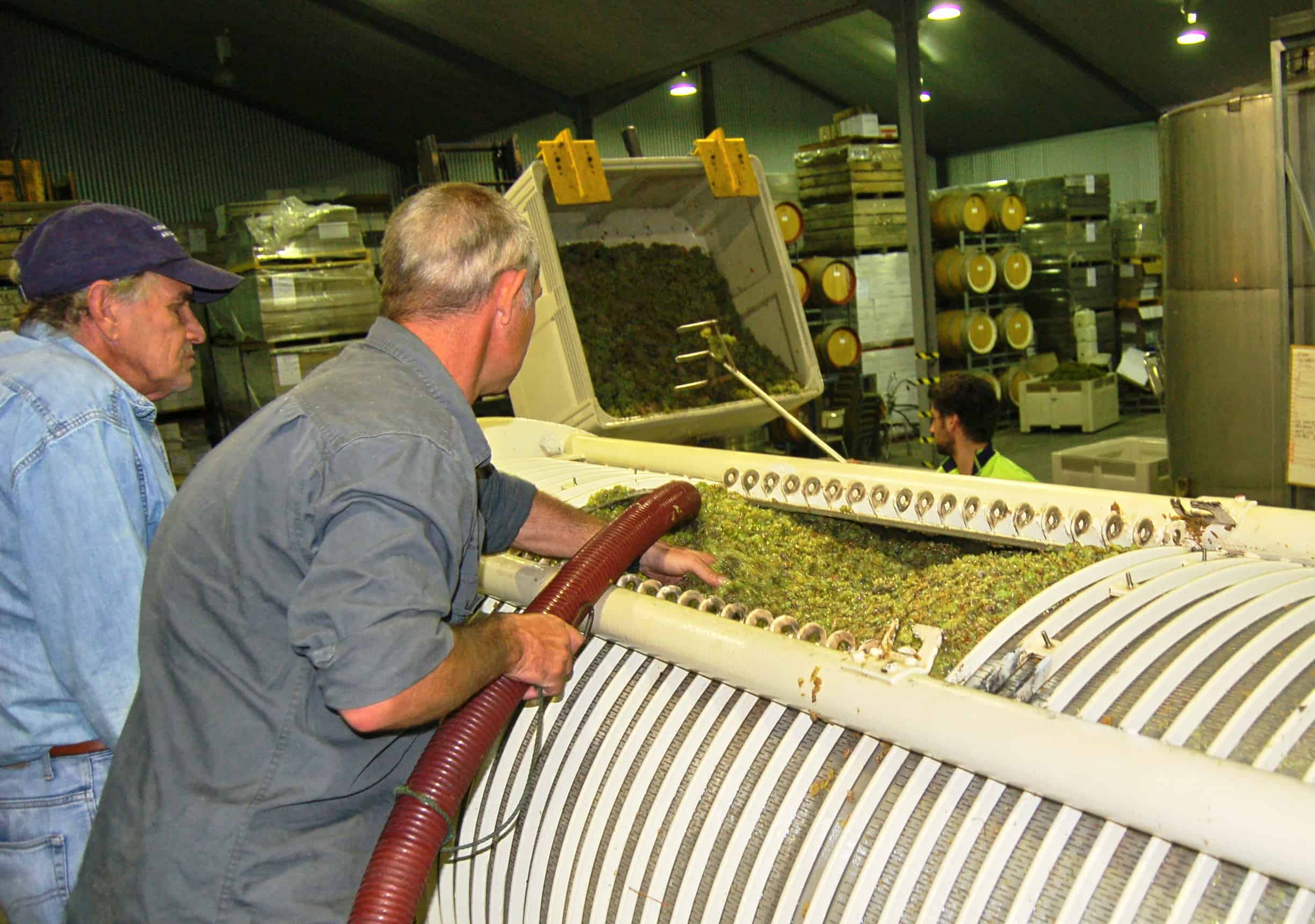 Grape Pressing