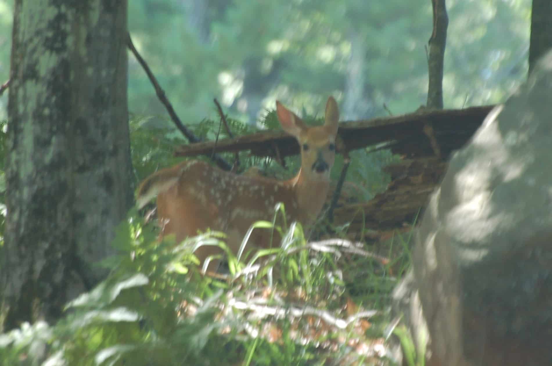 A Pine Mountain Bambi, watching us back