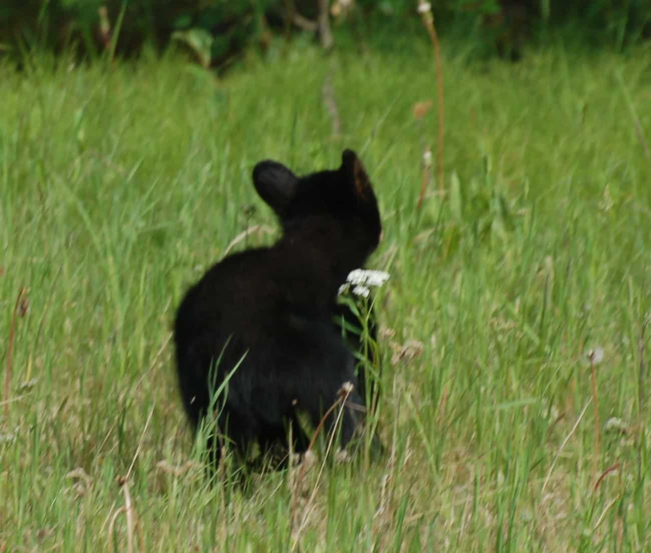 One of the cubs up close