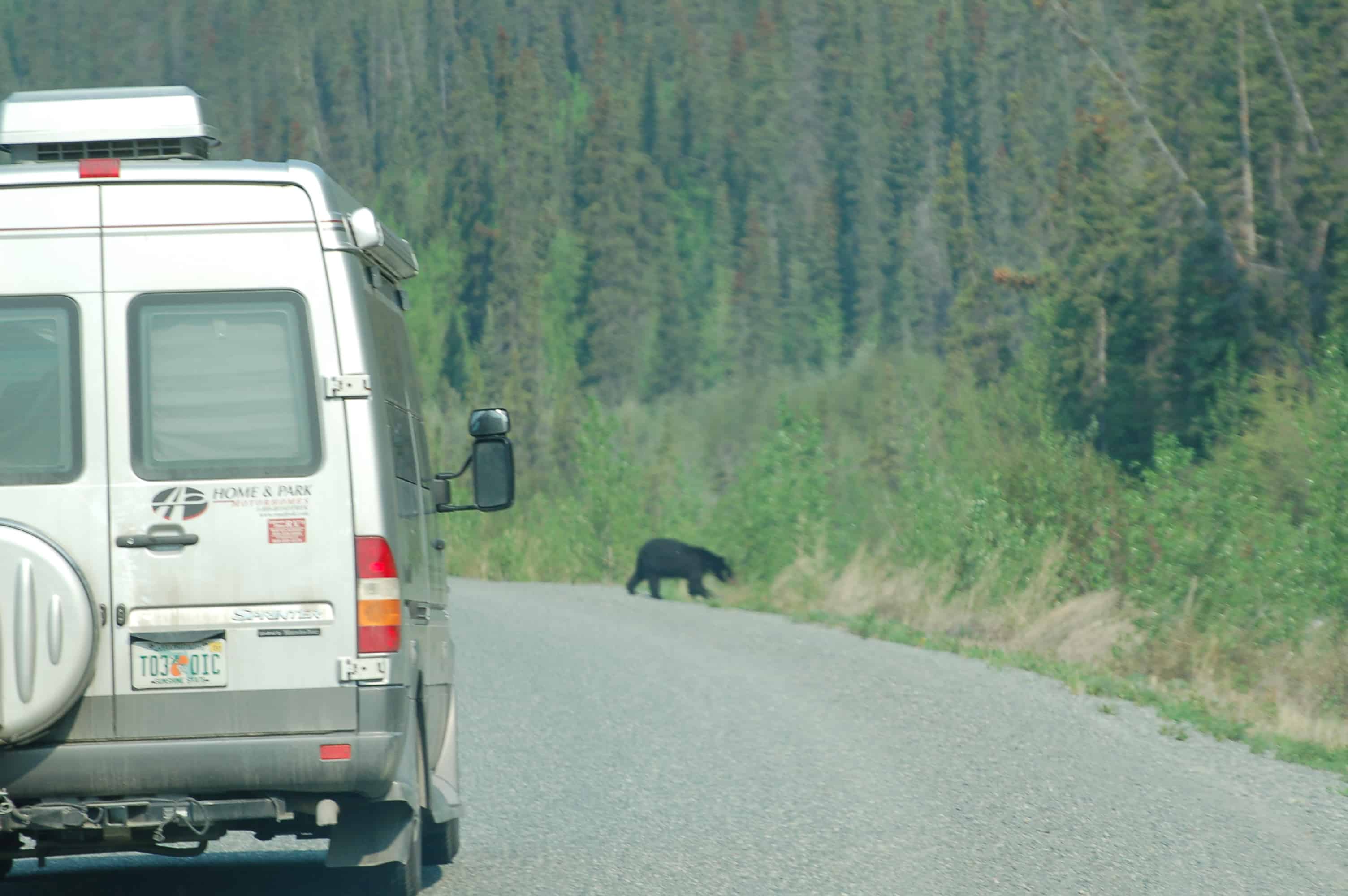 A bear along the road on the way to Tok