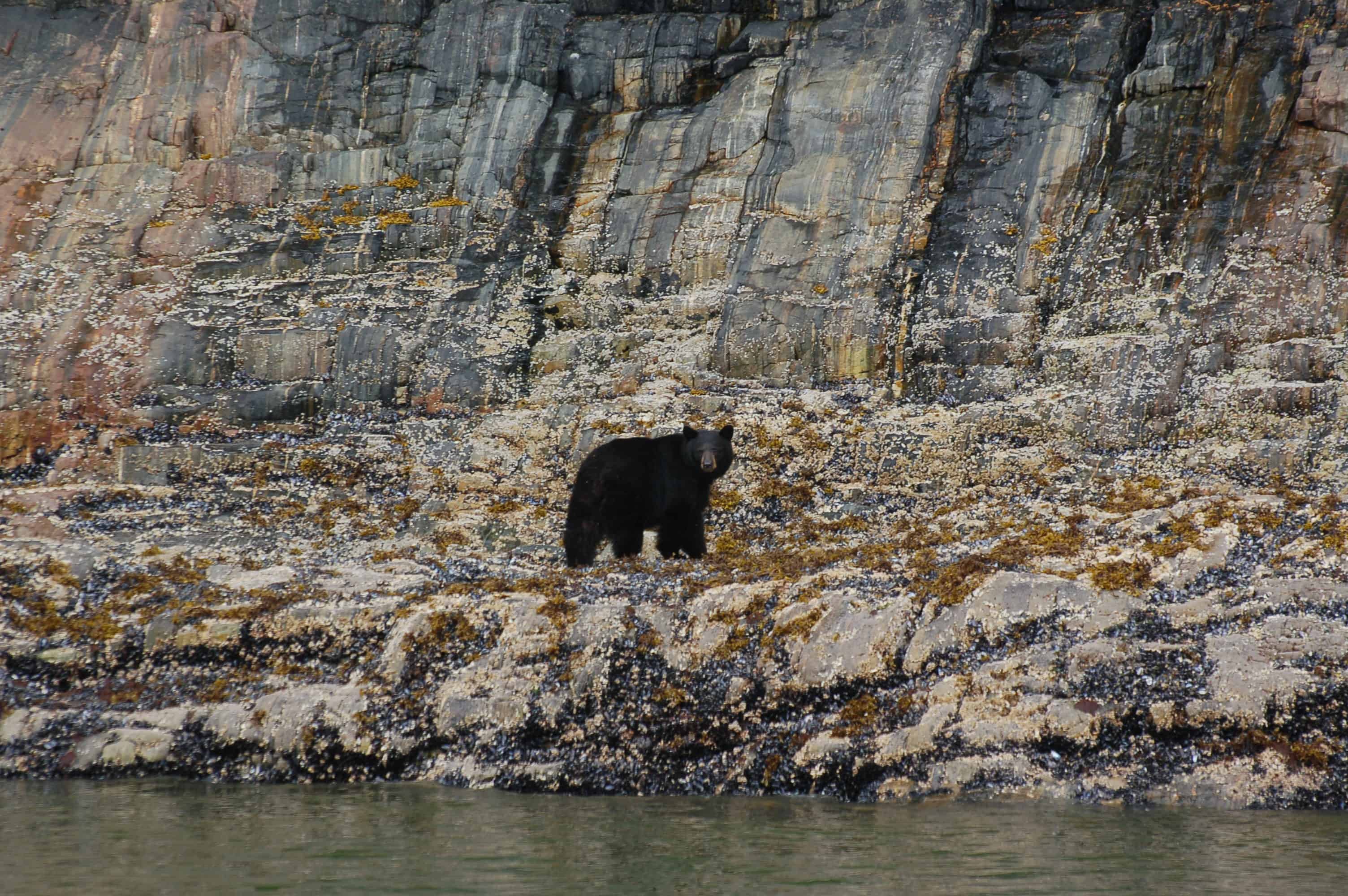 Another bear we passed close by