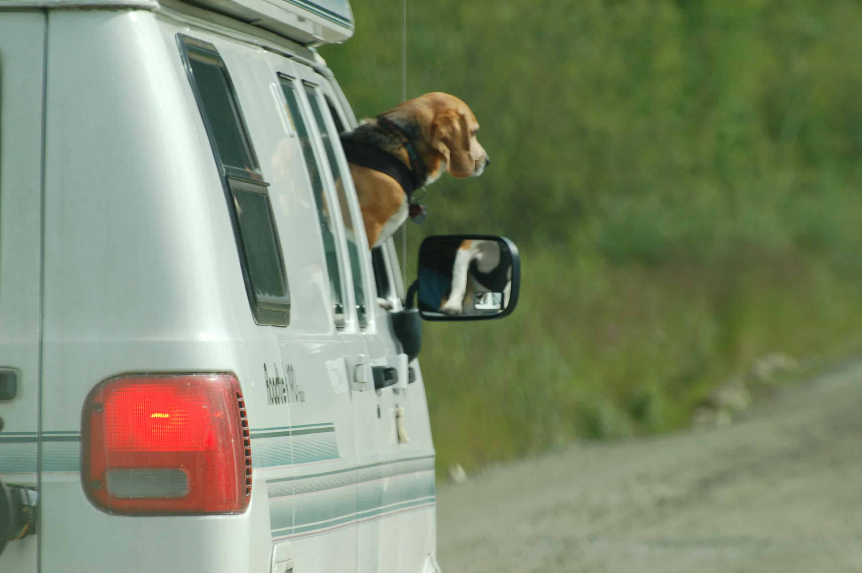 Benny on lookout duty as we approached the border