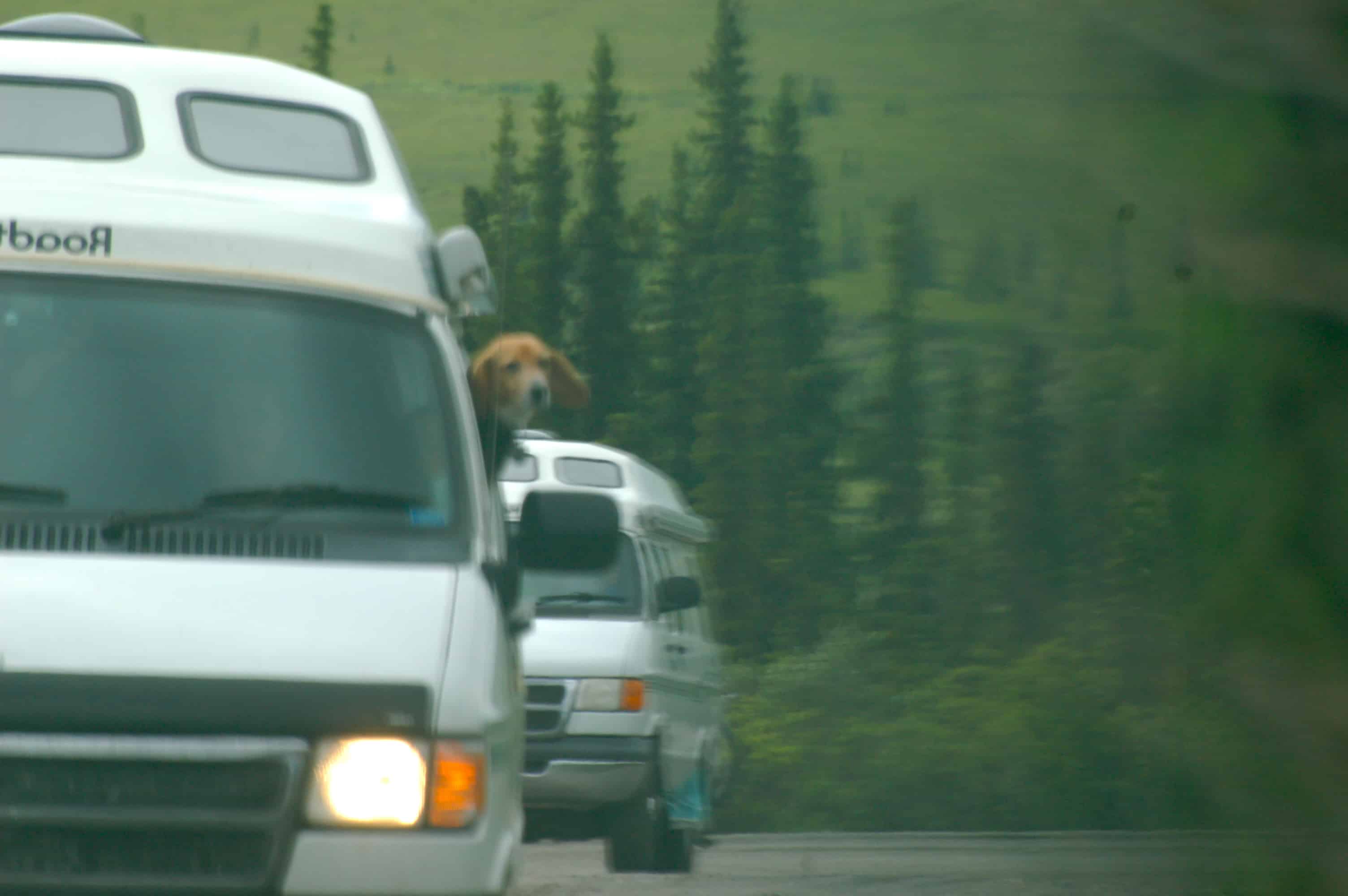 Benny on lookout duty as we headed in