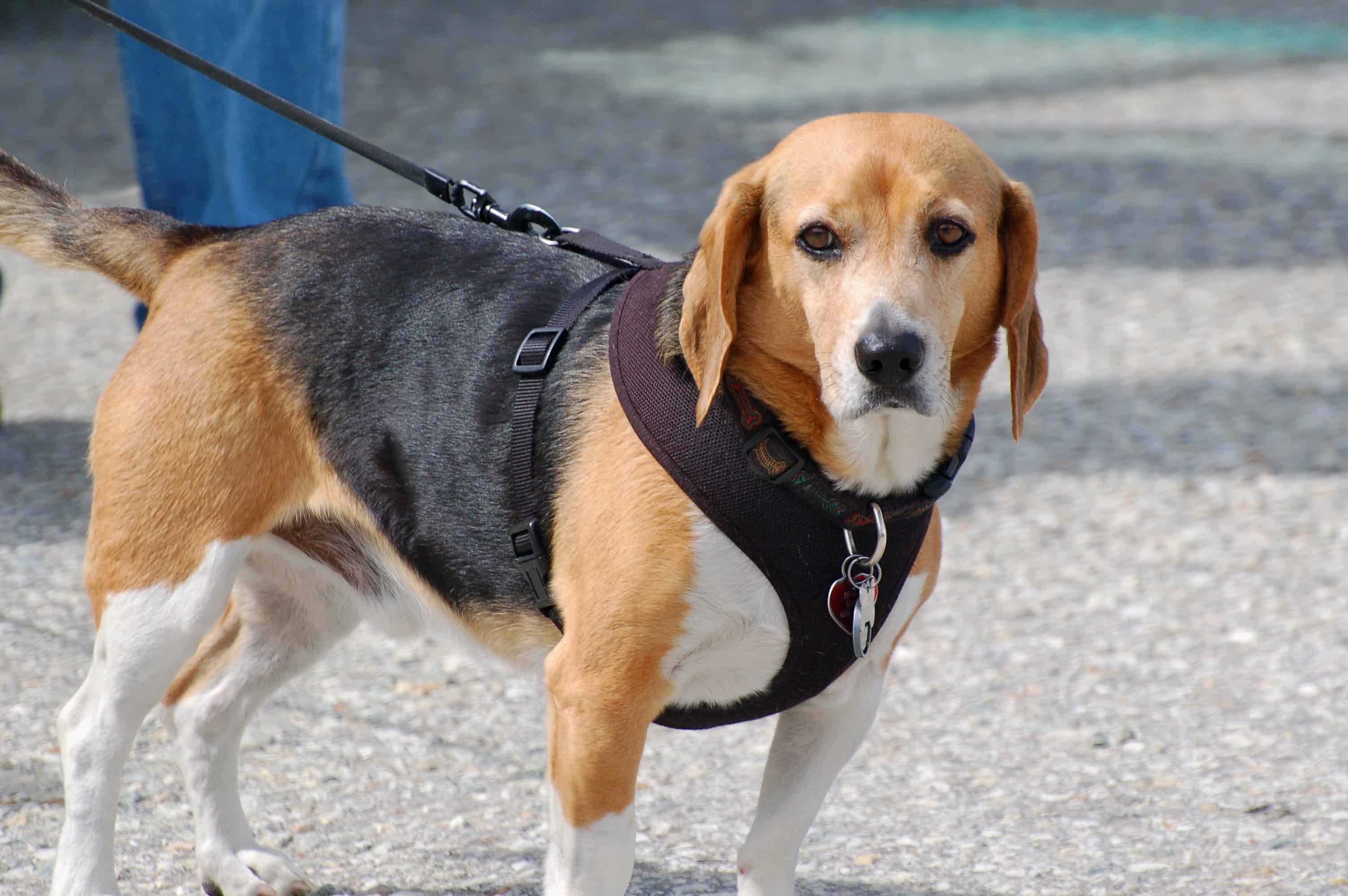 Hal and Kim's dog Benny