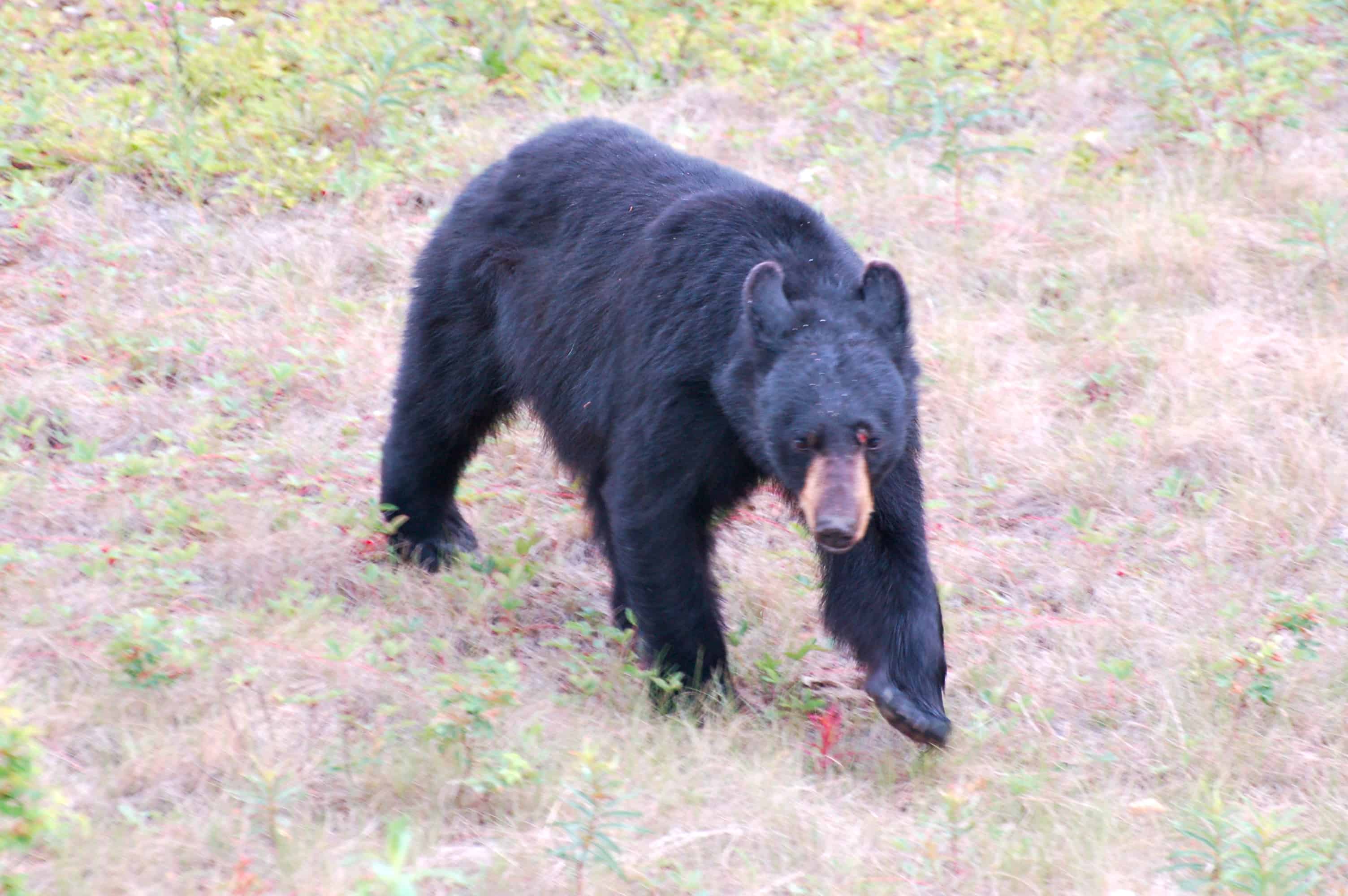 A large black bear