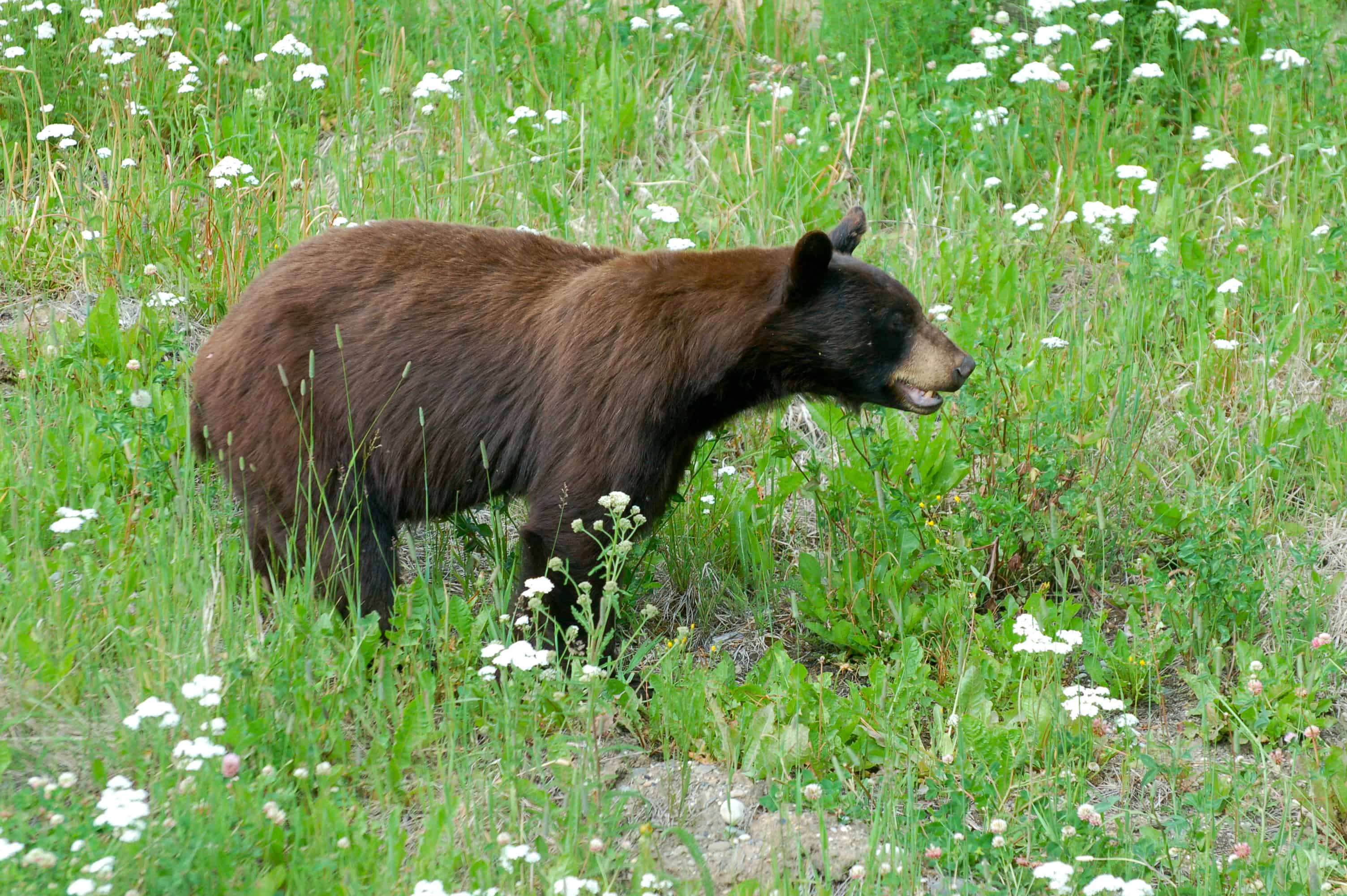 A brown bear (grizzly)