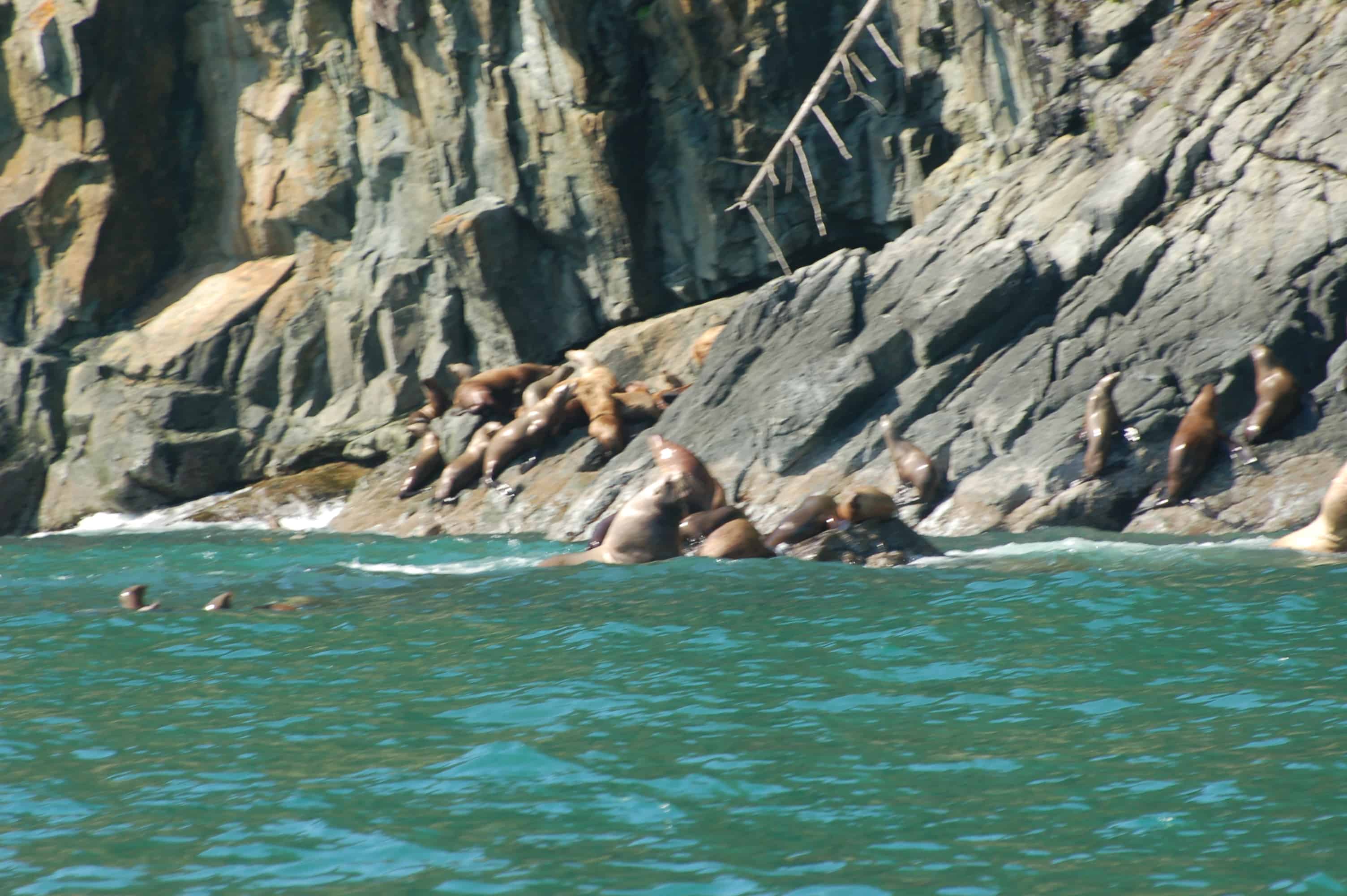 A group of seals