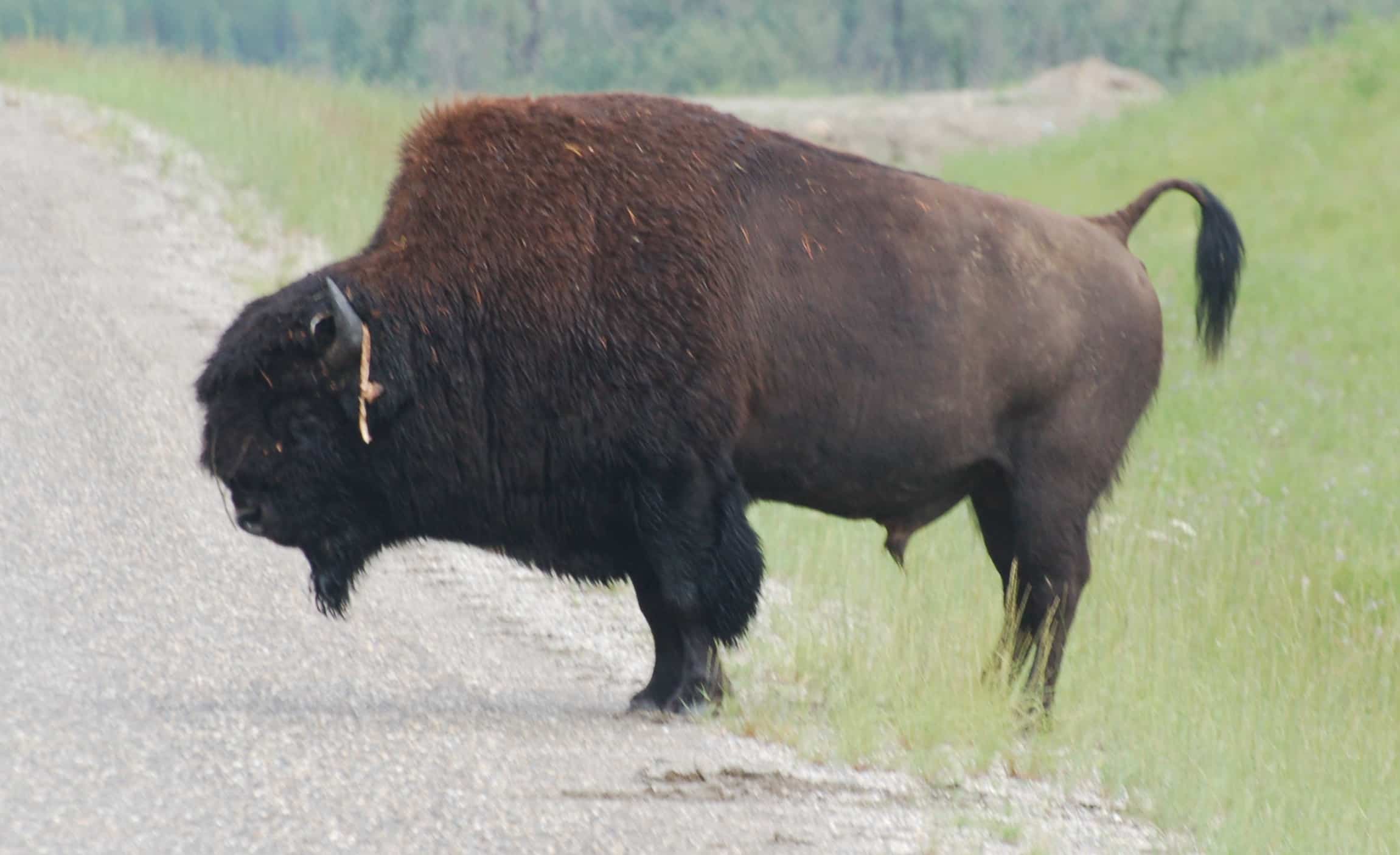 A wood bison from the Liard area herd