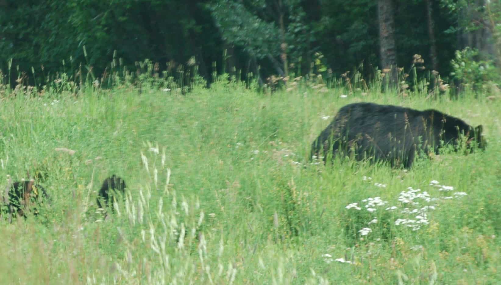 A black bear with two cubs along the road