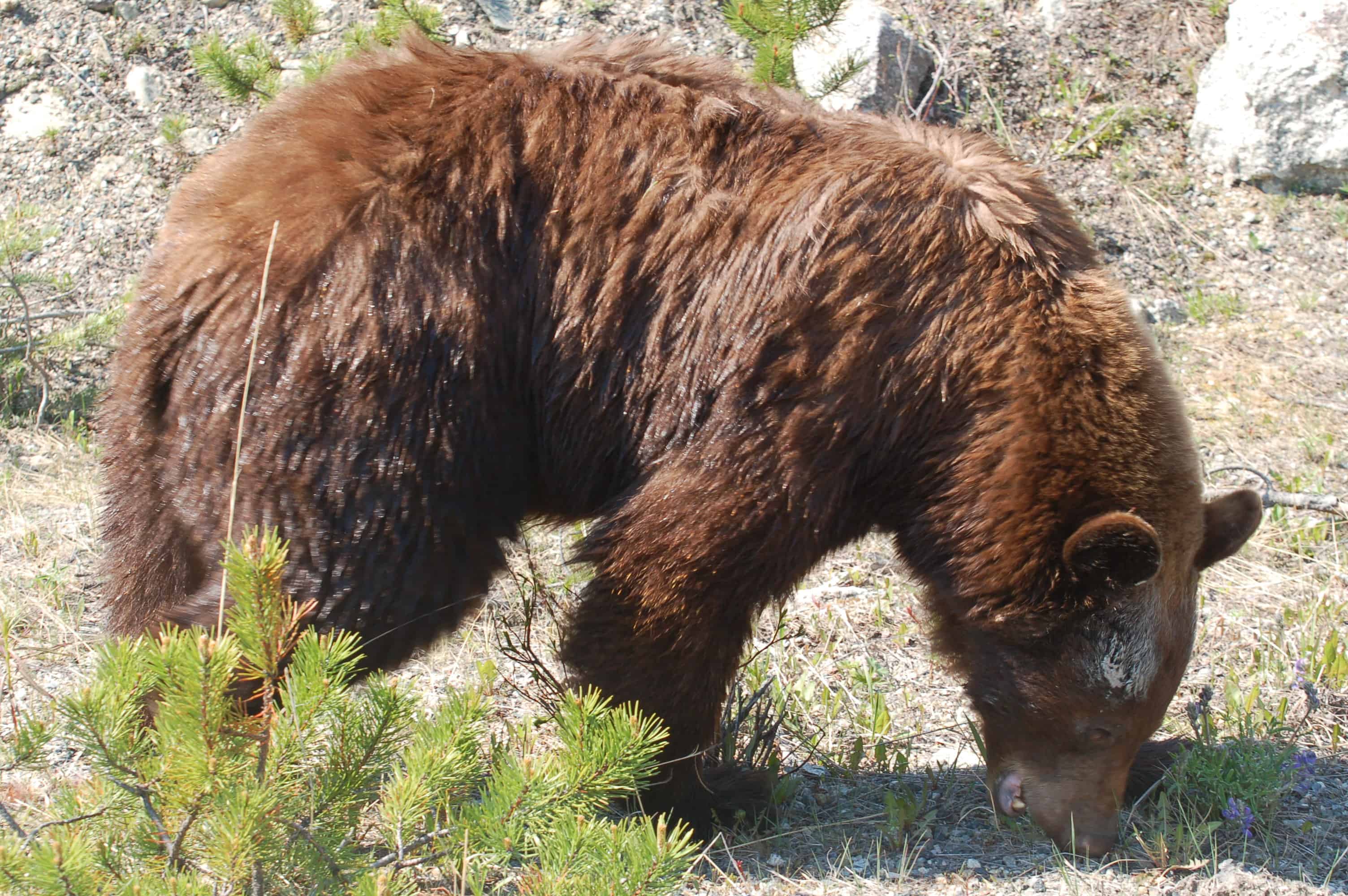 One of the grizzlies along the road to Carcross
