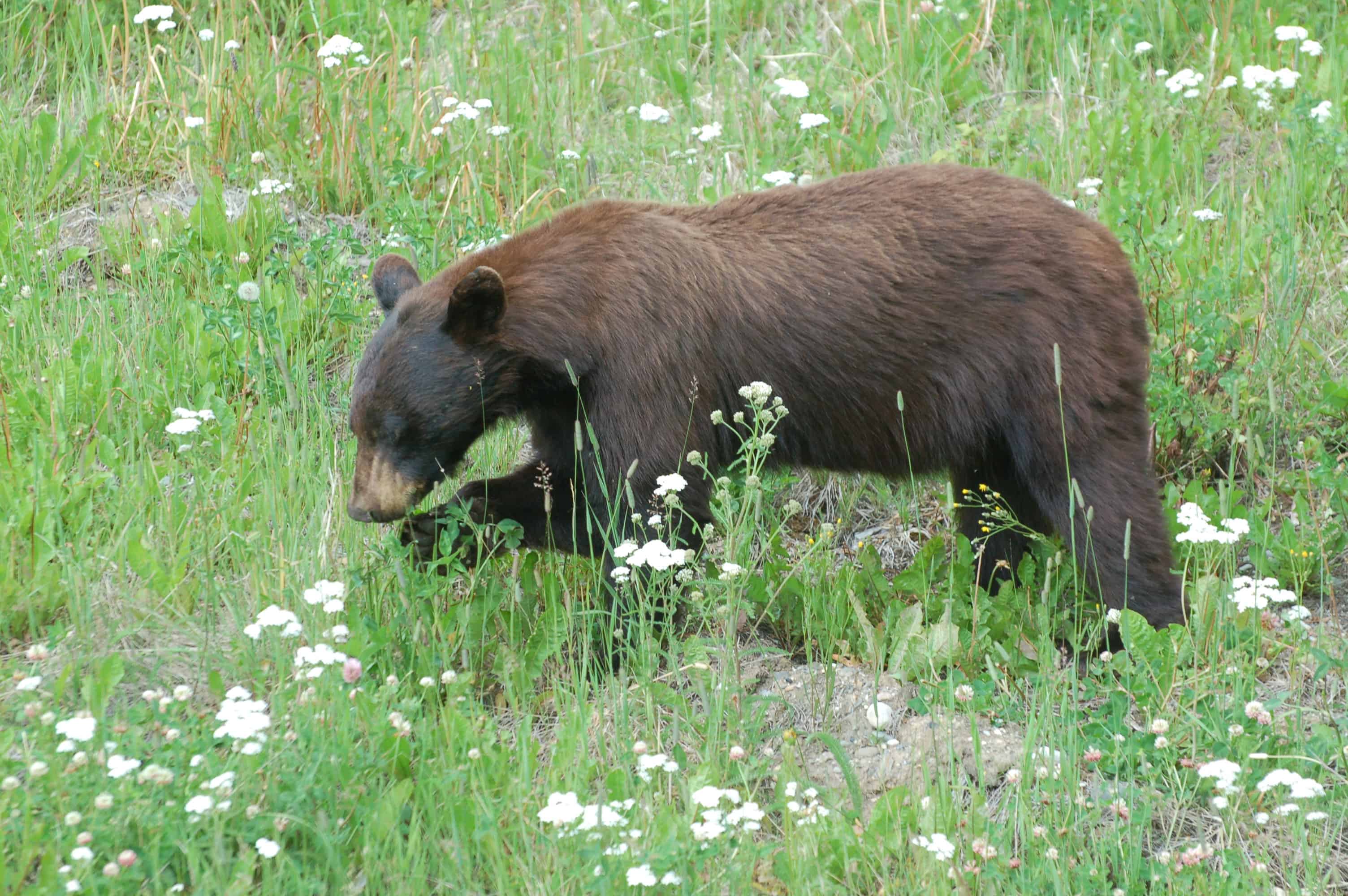 A grizzly along the highway