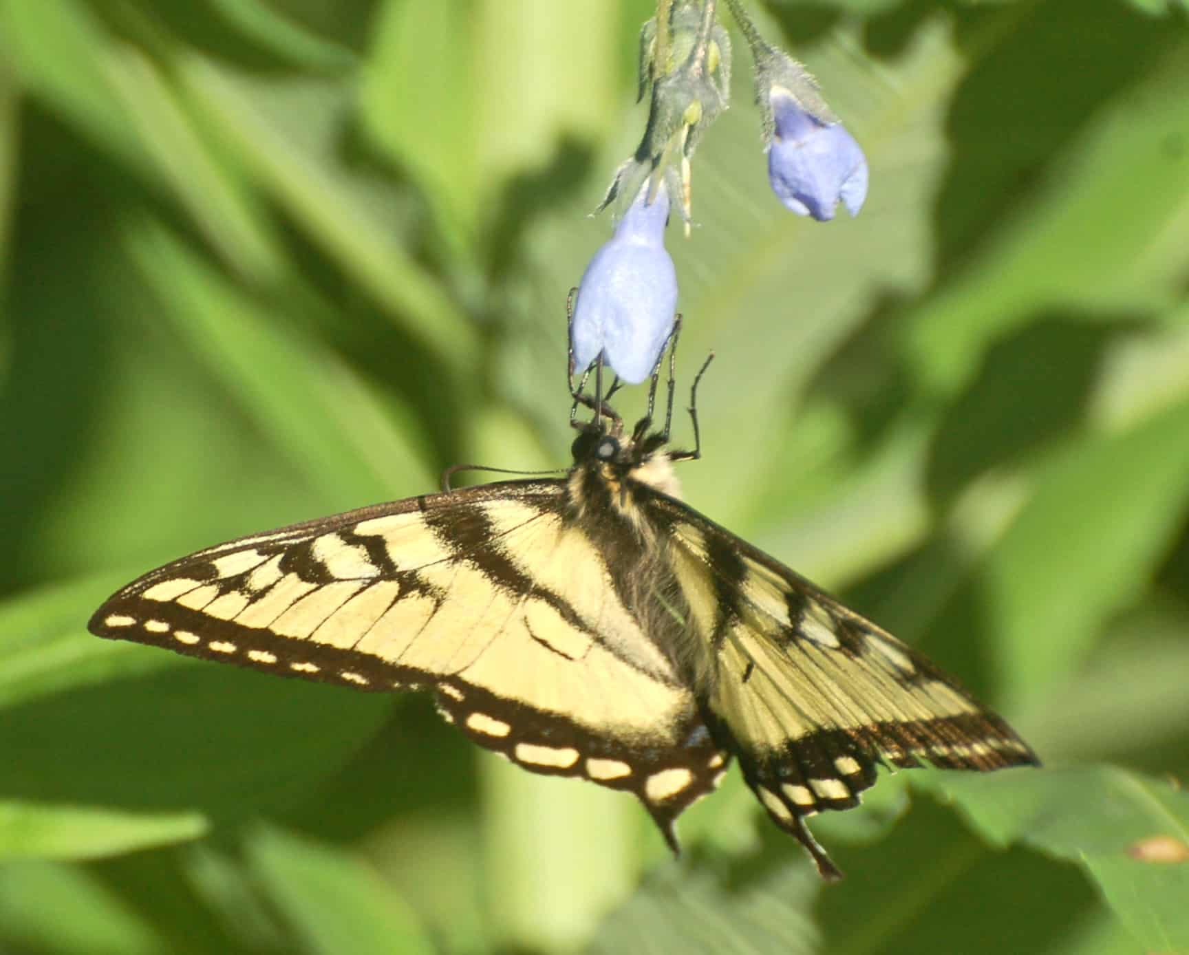 A butterfly along the river