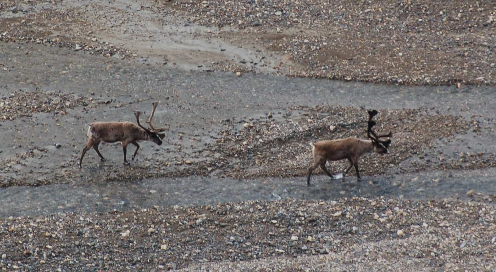 Caribou on the tundra
