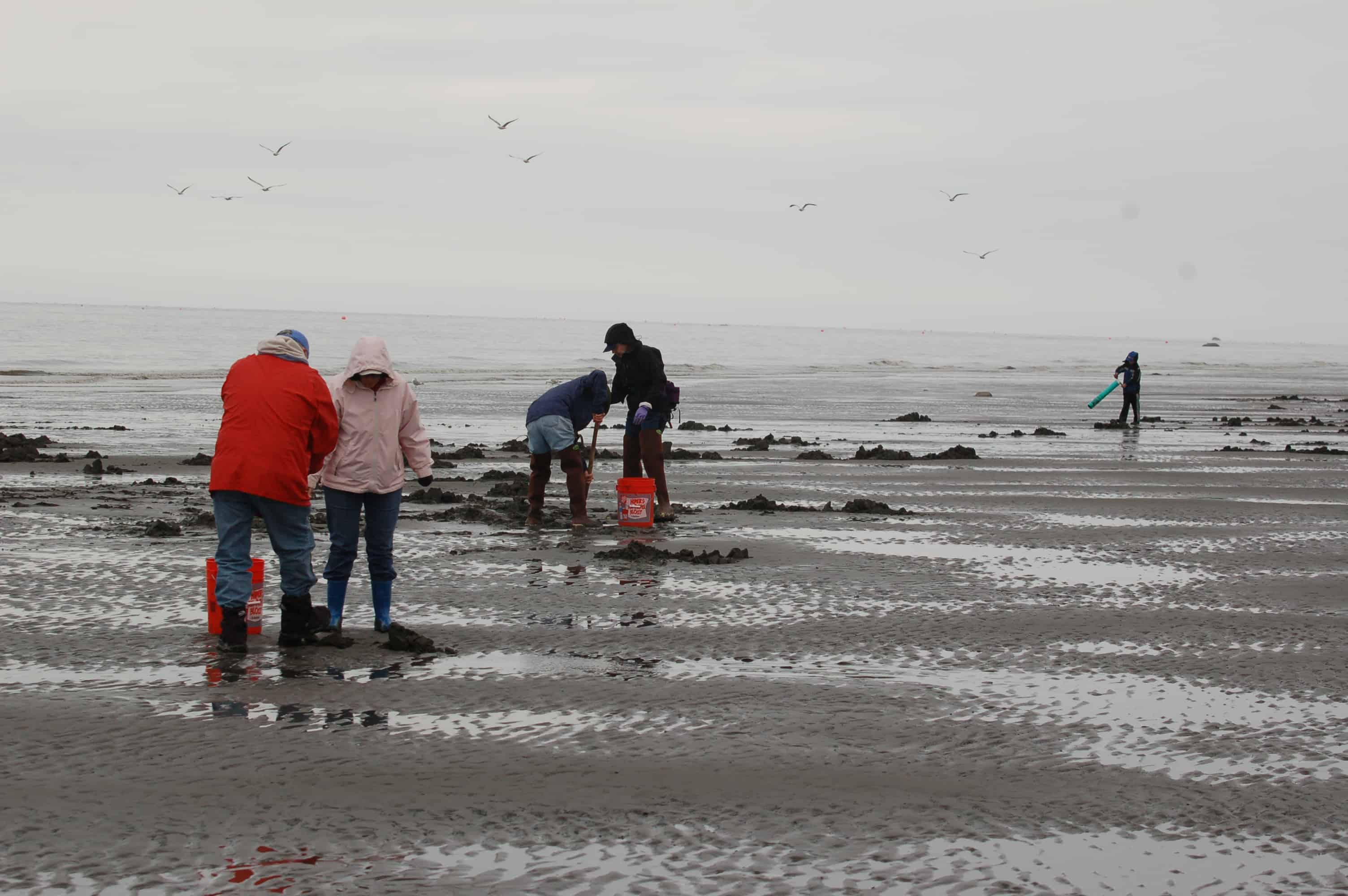 Heading out across the beach to the clam beds