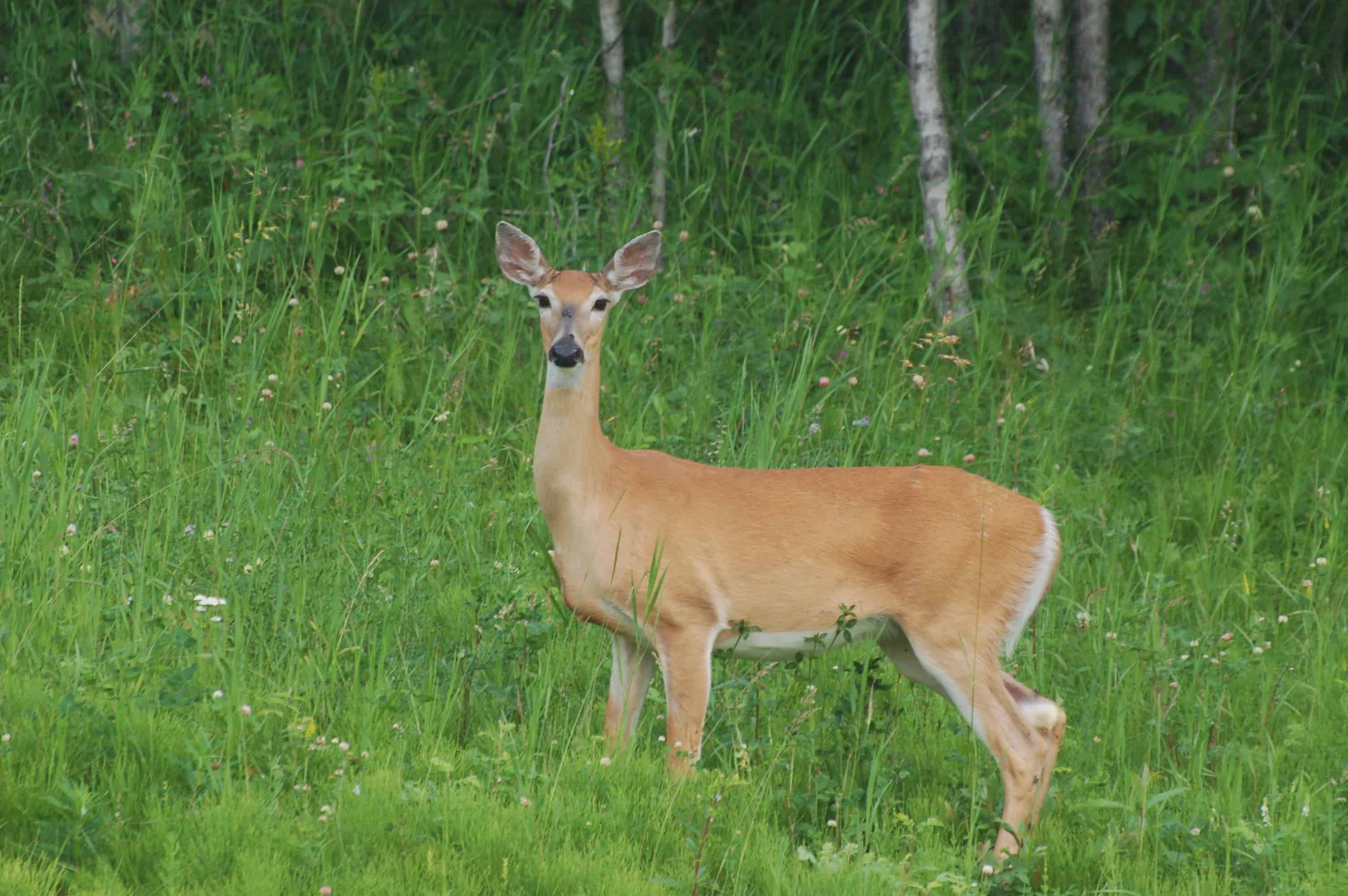 A deer on the roadside