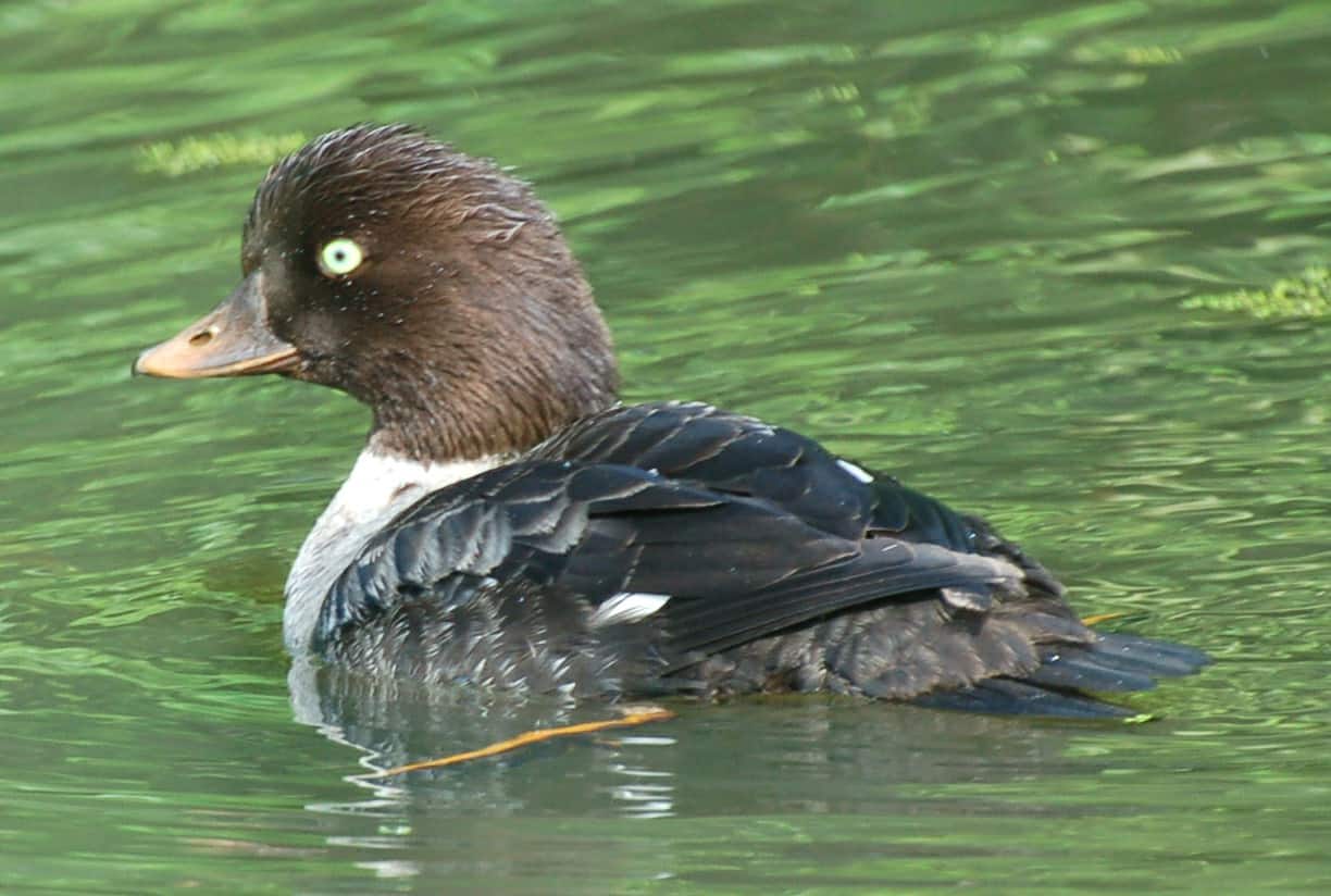 A Barrow's Goldeneye duck along the course