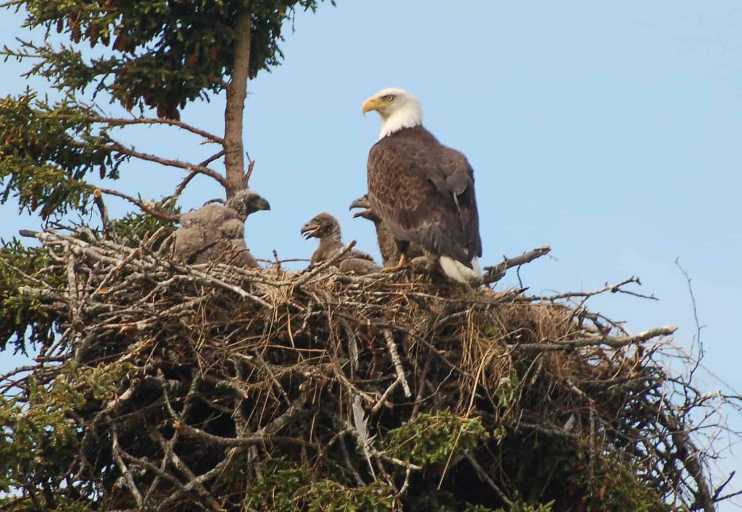 Bald eagle with two chicks in the nest