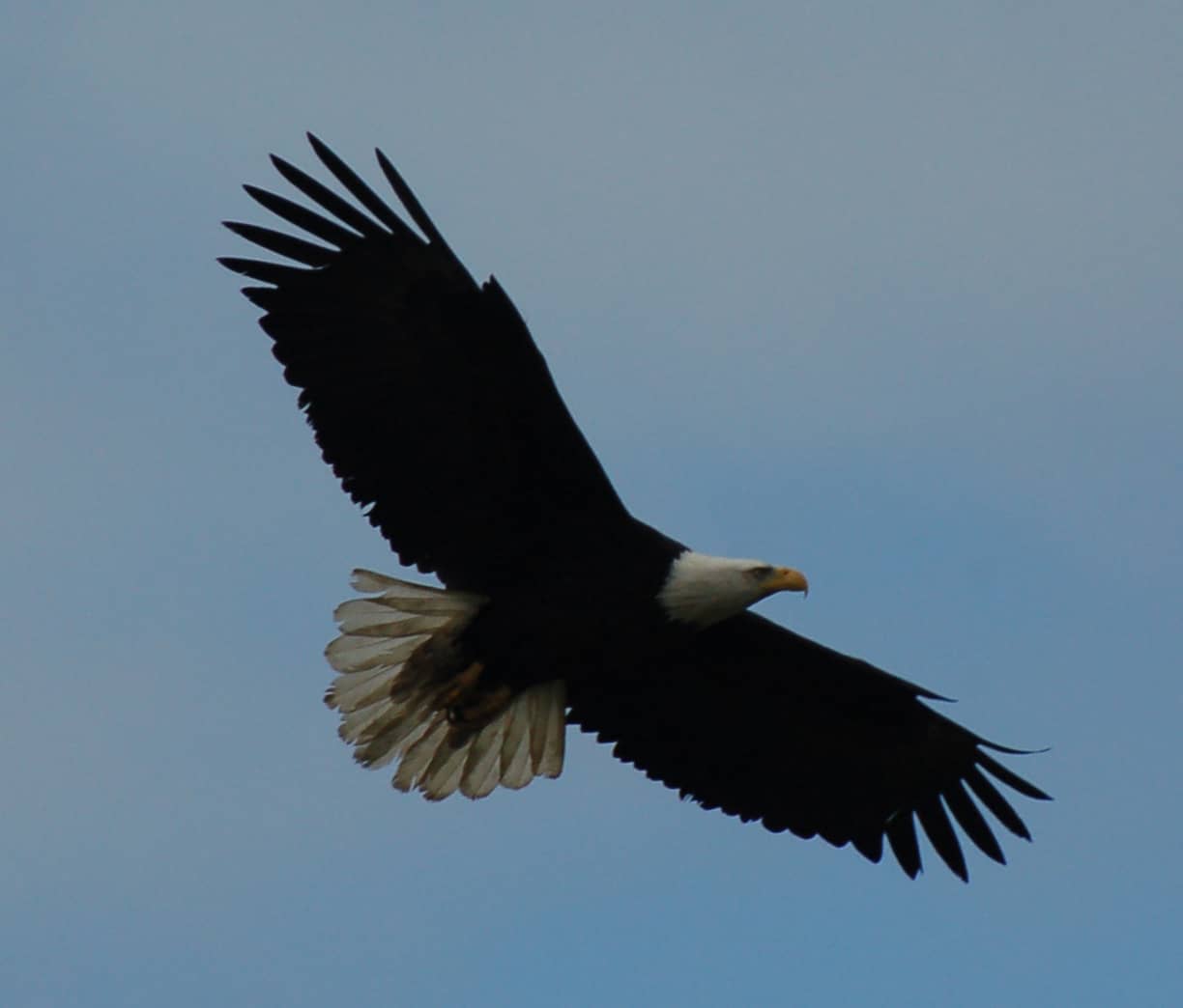 A parent bald eagle in flight