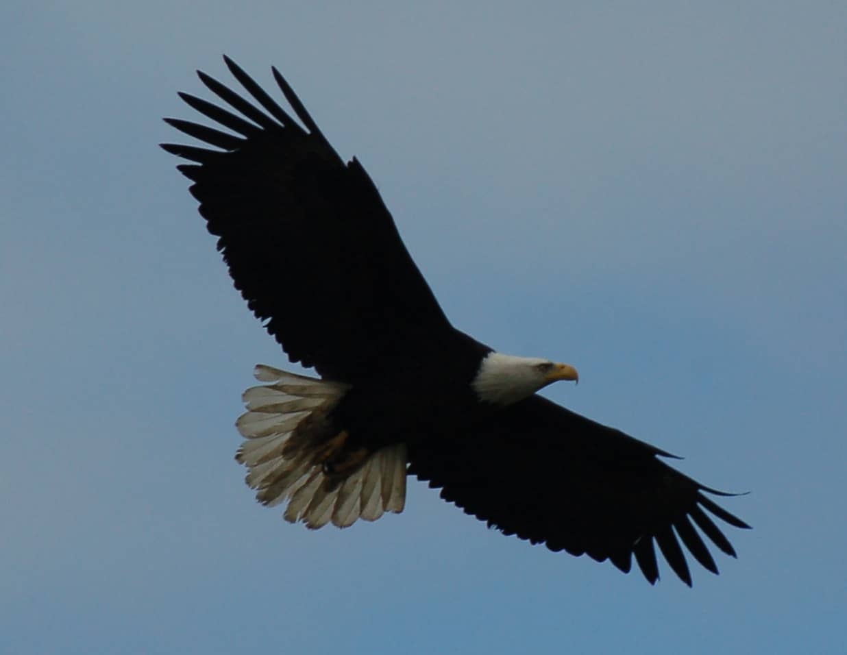 A bald eagle in flight