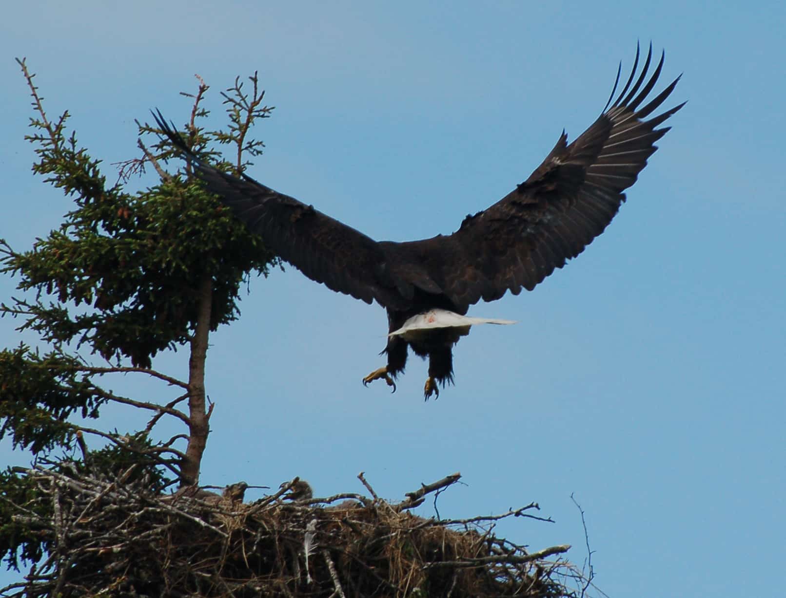 Bald eagle landing on the nest