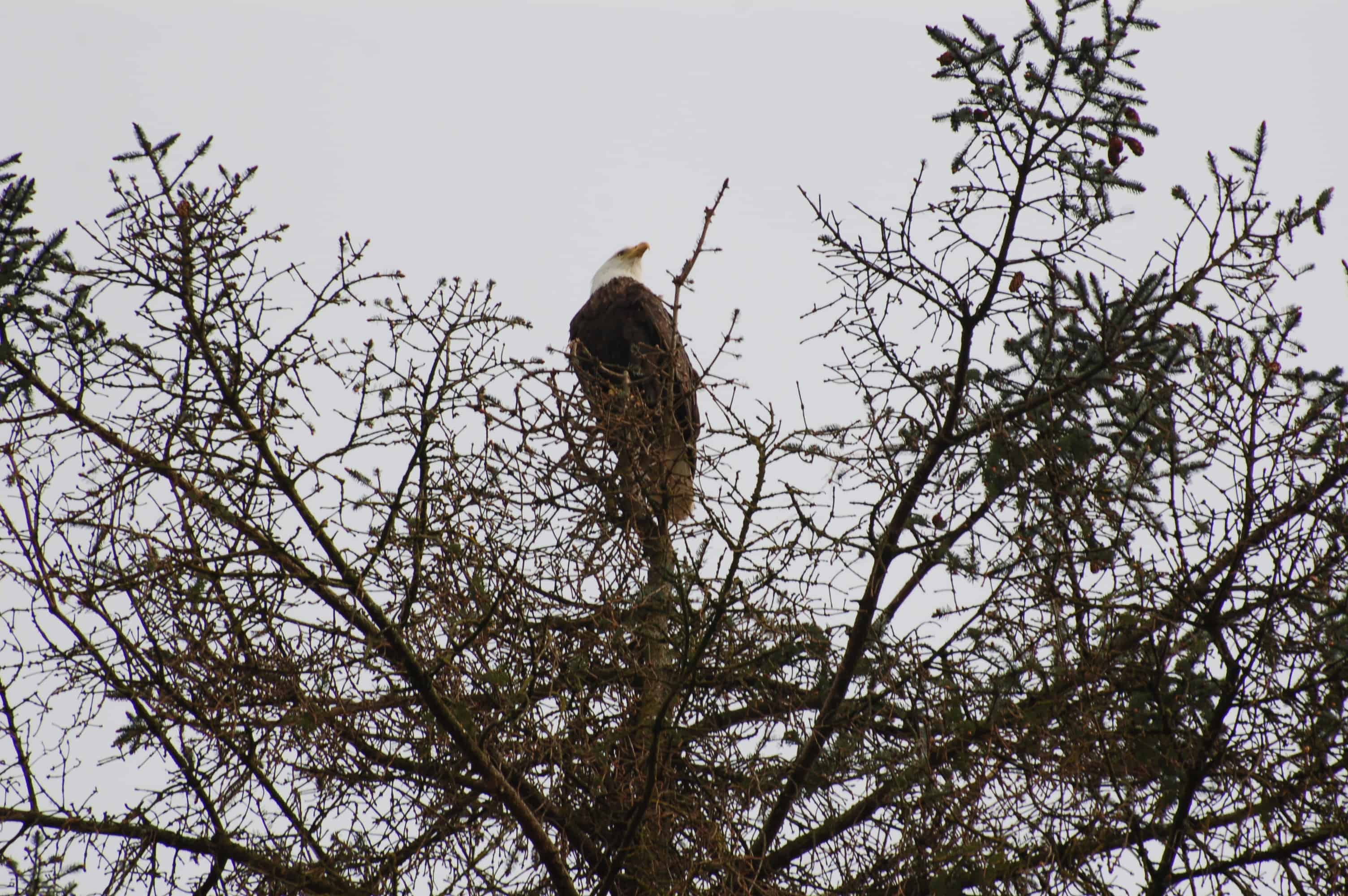 One of Ruth's finds, an eagle over Prince Rupert