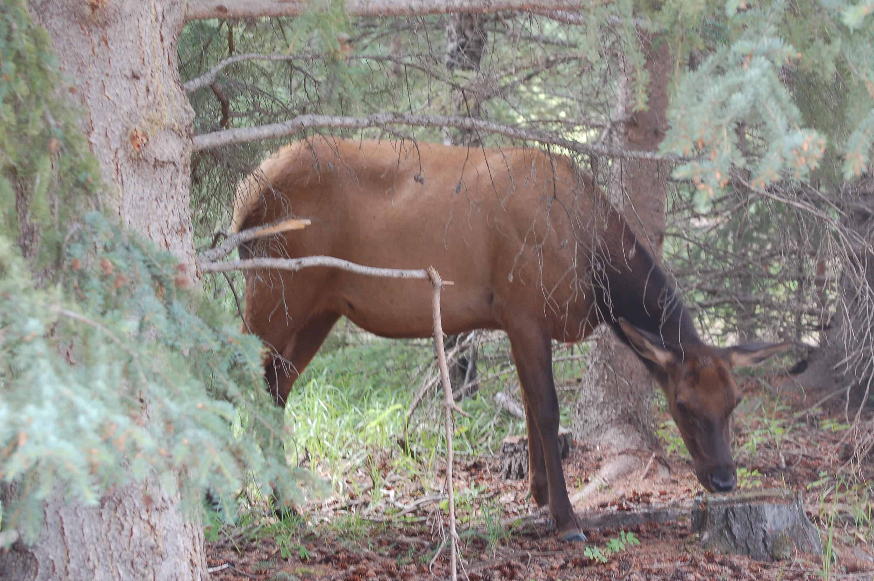 The elk we finally caught on camera near the shower area