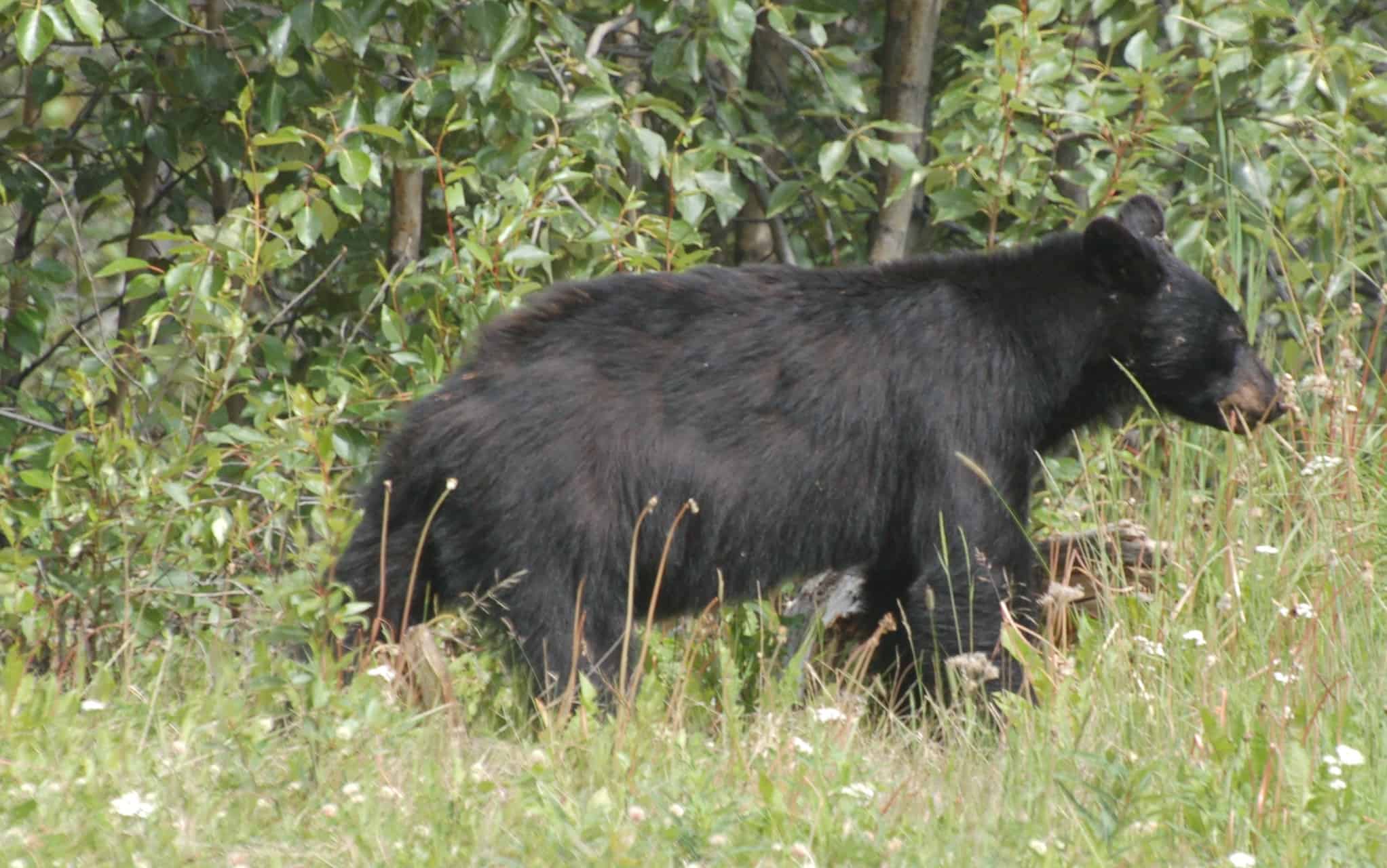 Our first black bear of the day