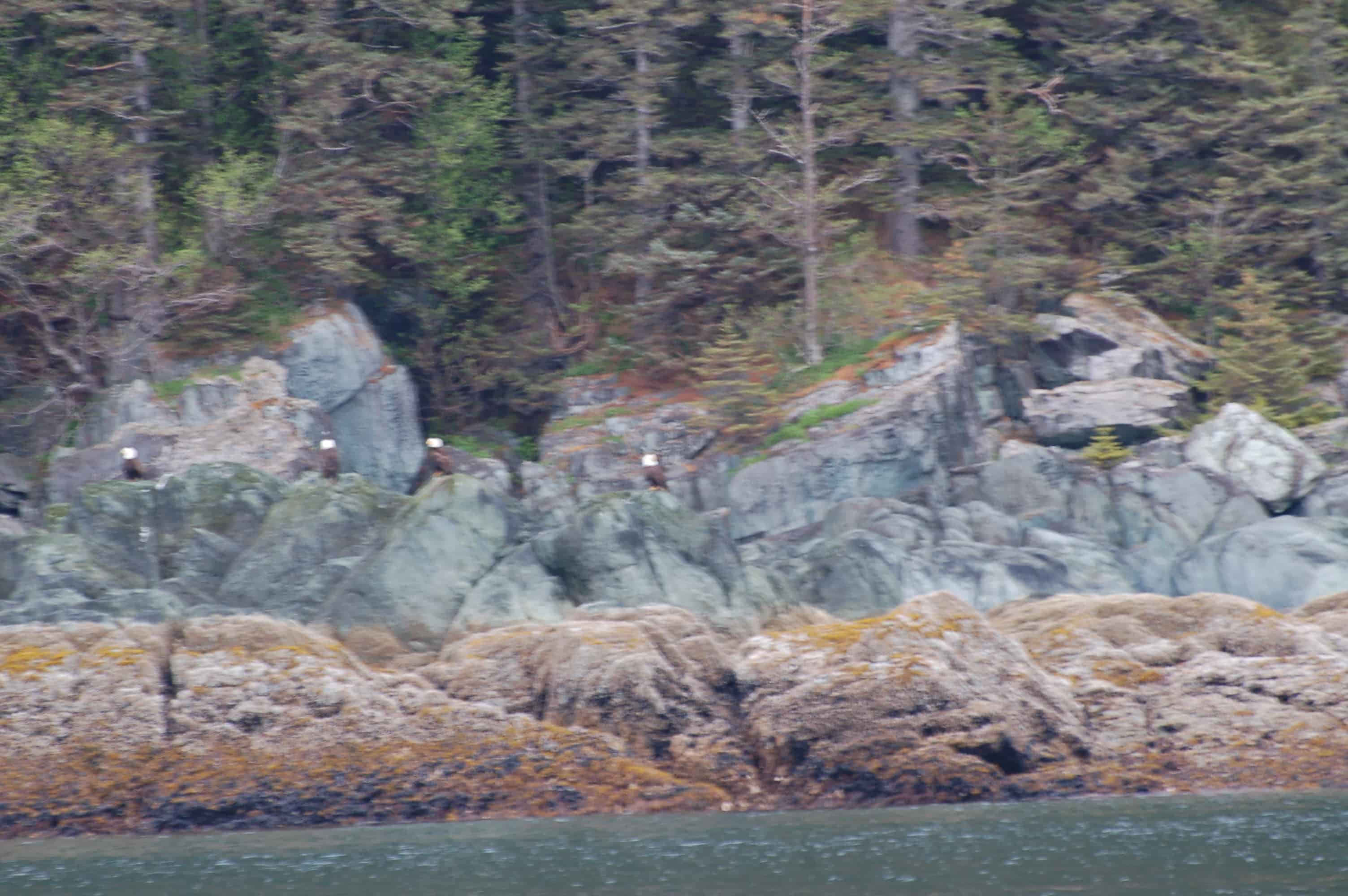 Our first group of bald eagles, on the shore