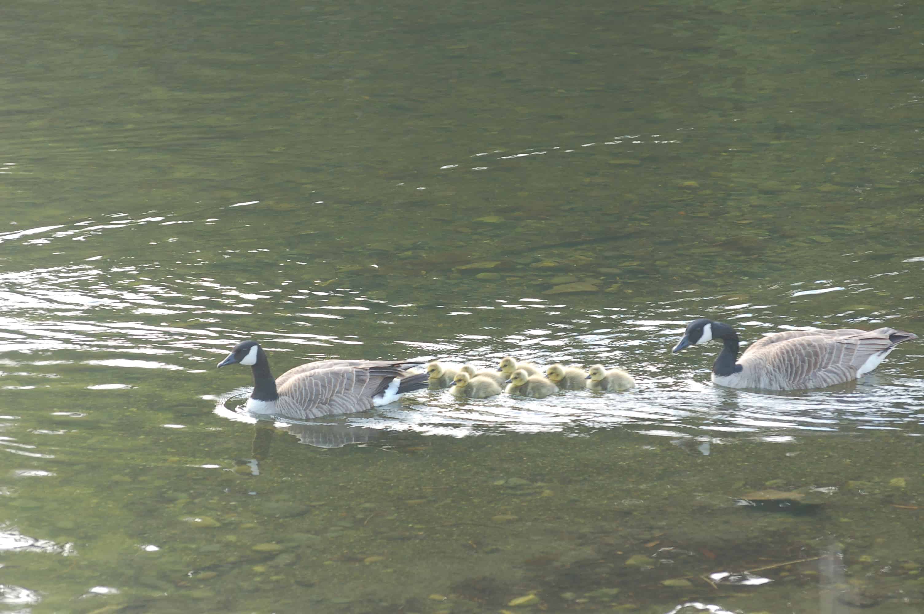 Geese and goslings on the river at Sooke