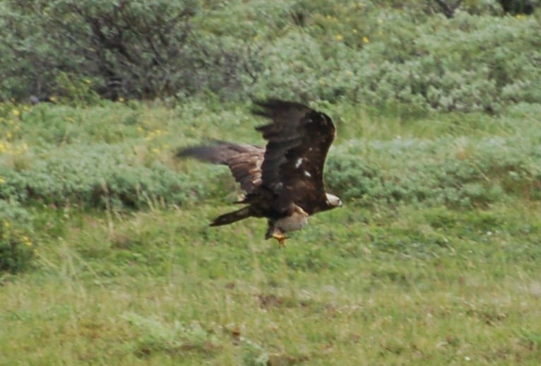 A golden eagle