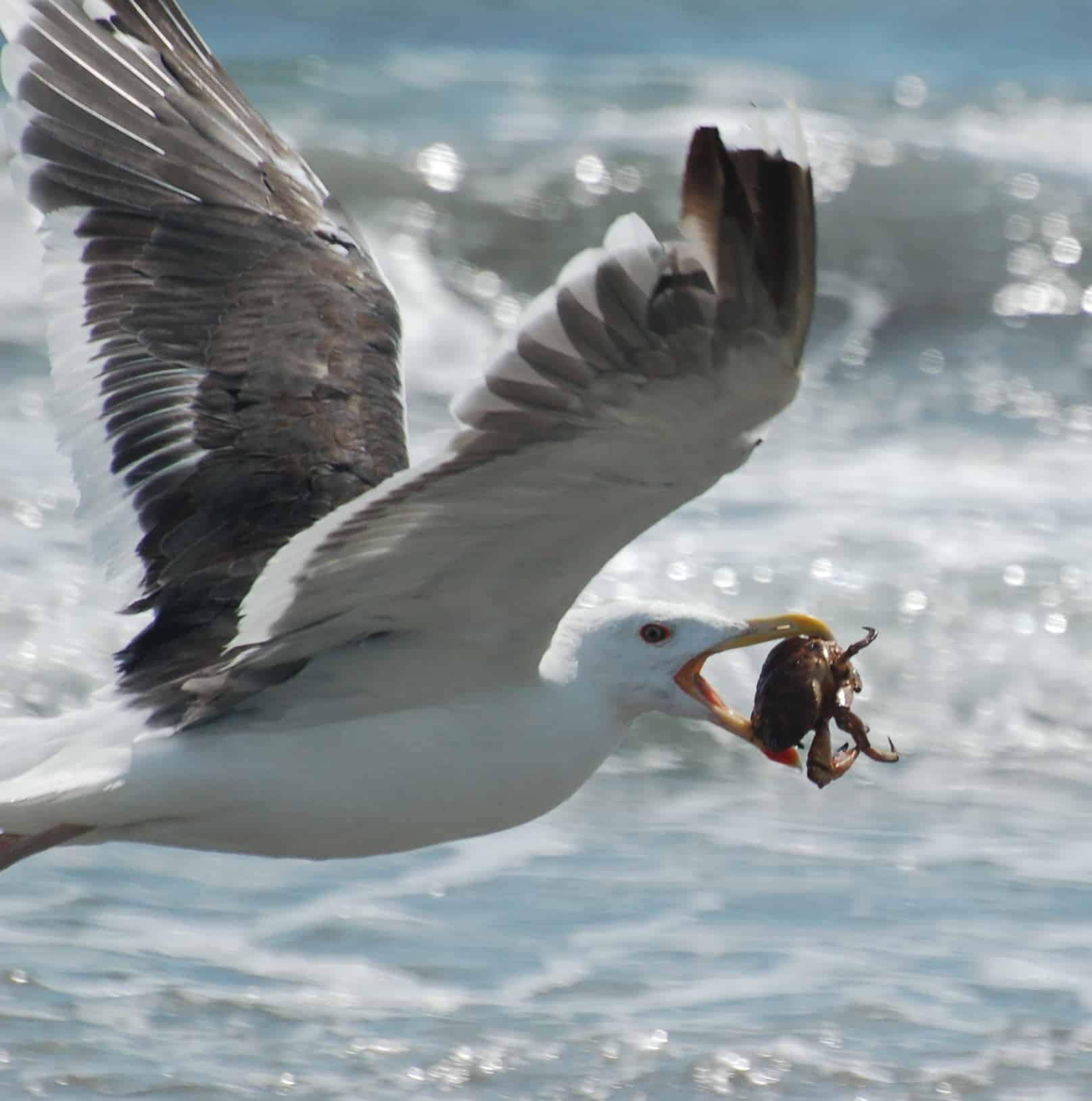 A gull at Wells Beach with dinner
