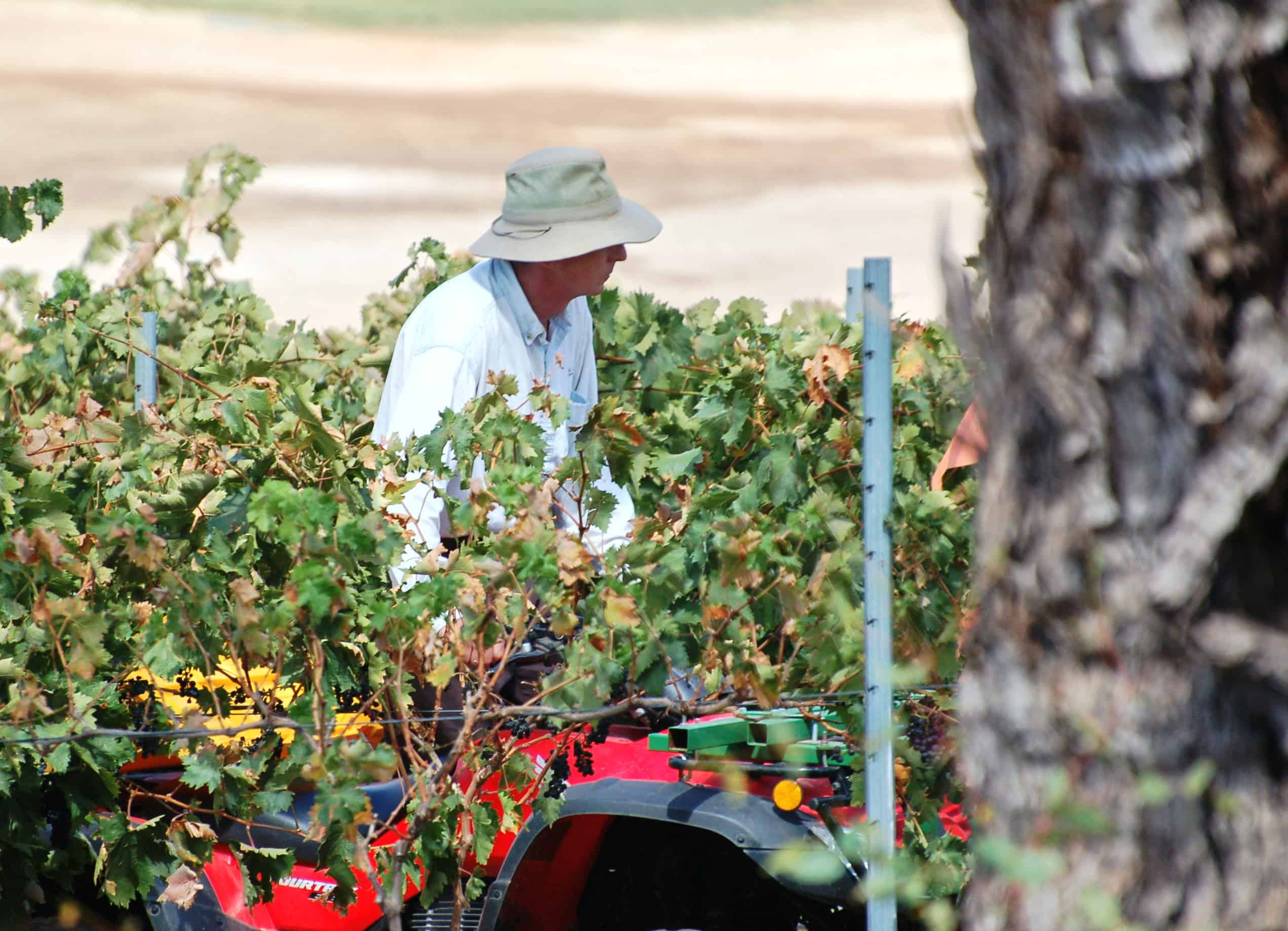 Jim collecting grape samples
