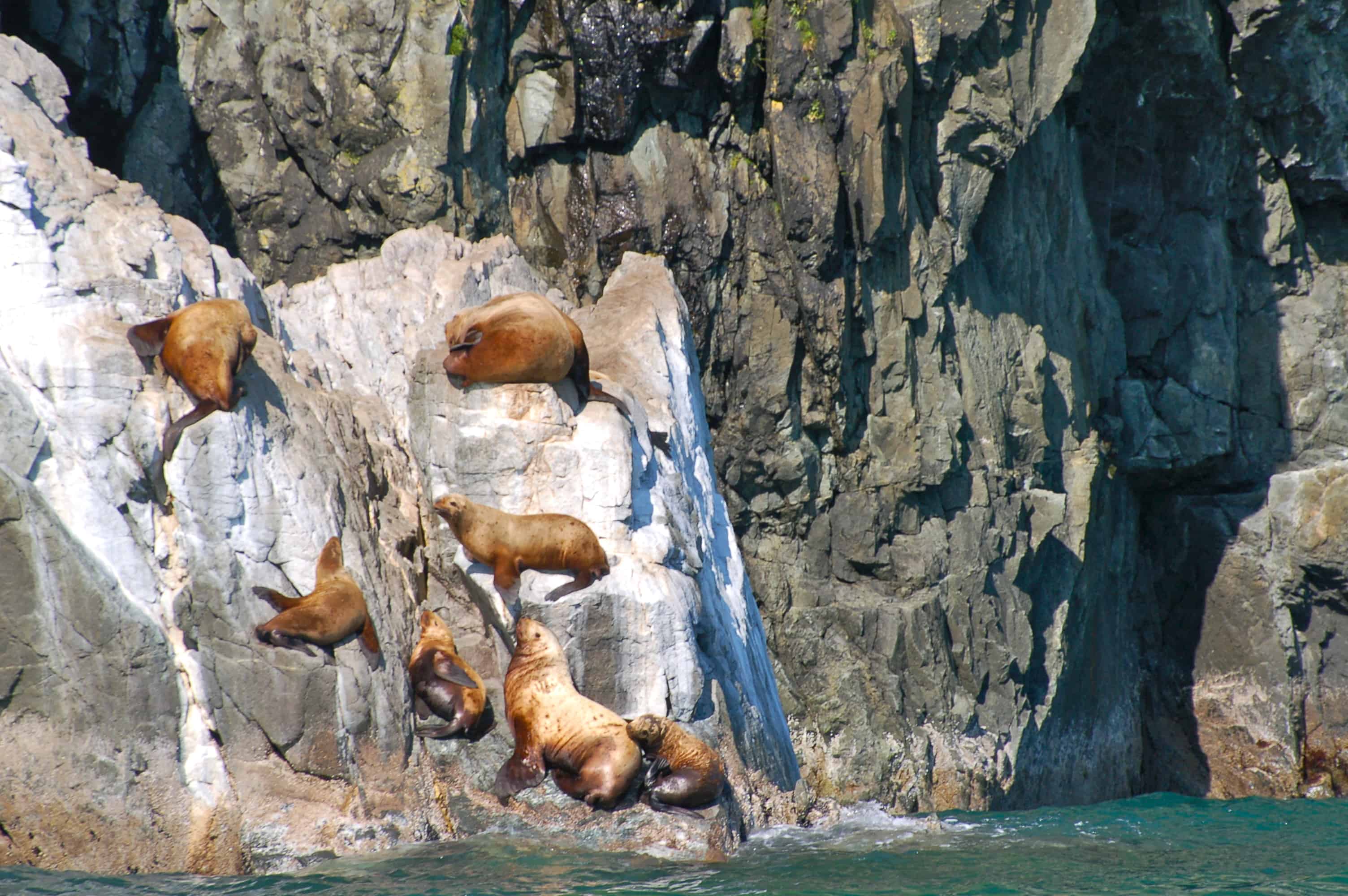 Sea lions on the rocks