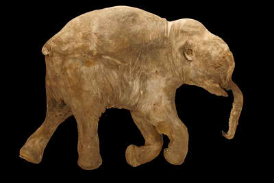Mammoth Baby (picture from Smithosonian)