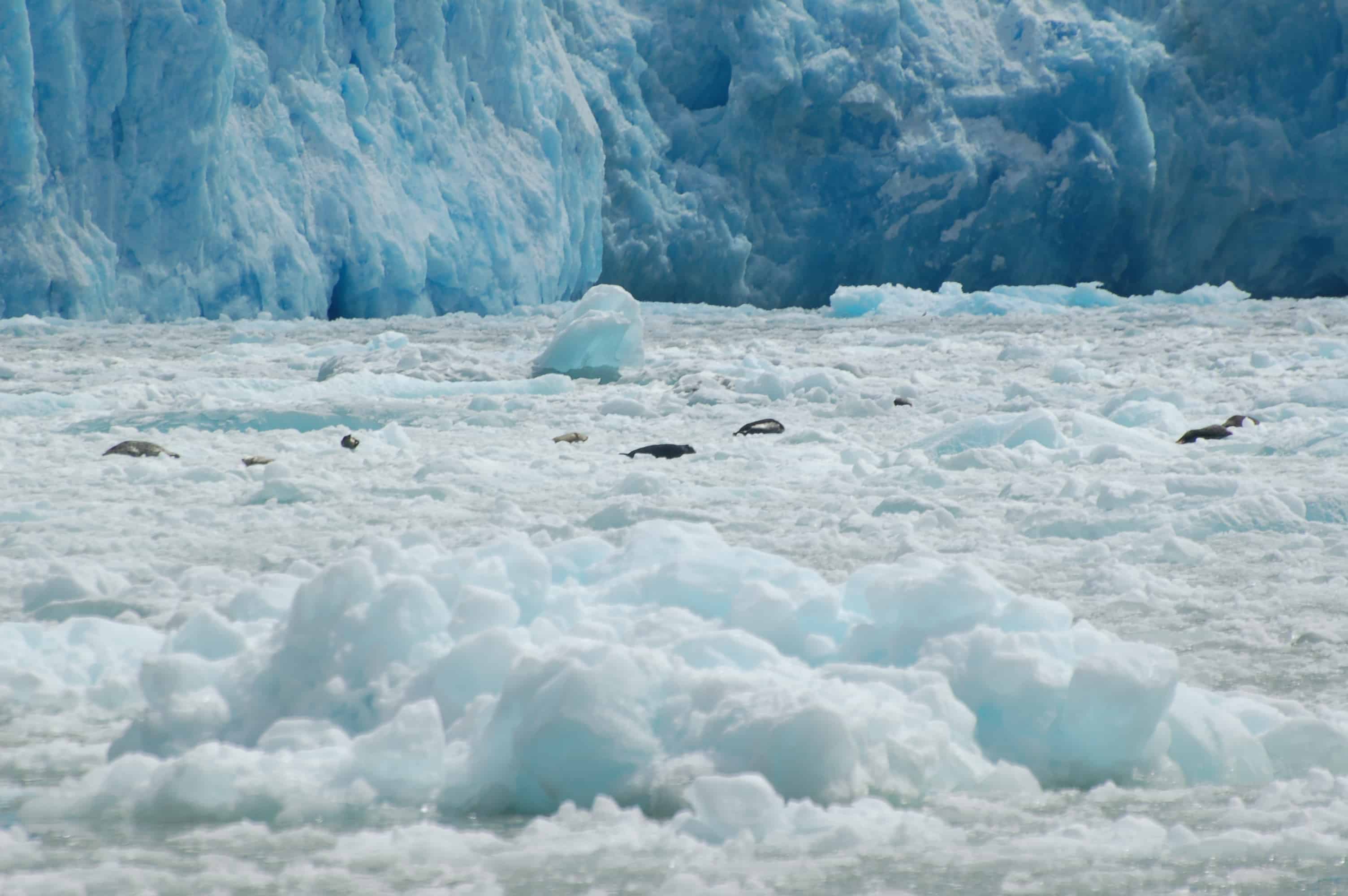 A colony of seals on the rocks