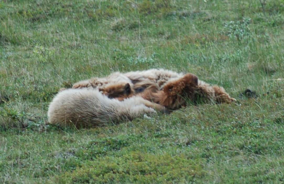 A grizzly mother with two cubs