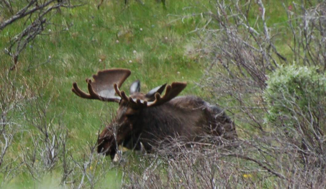 A moose along the road