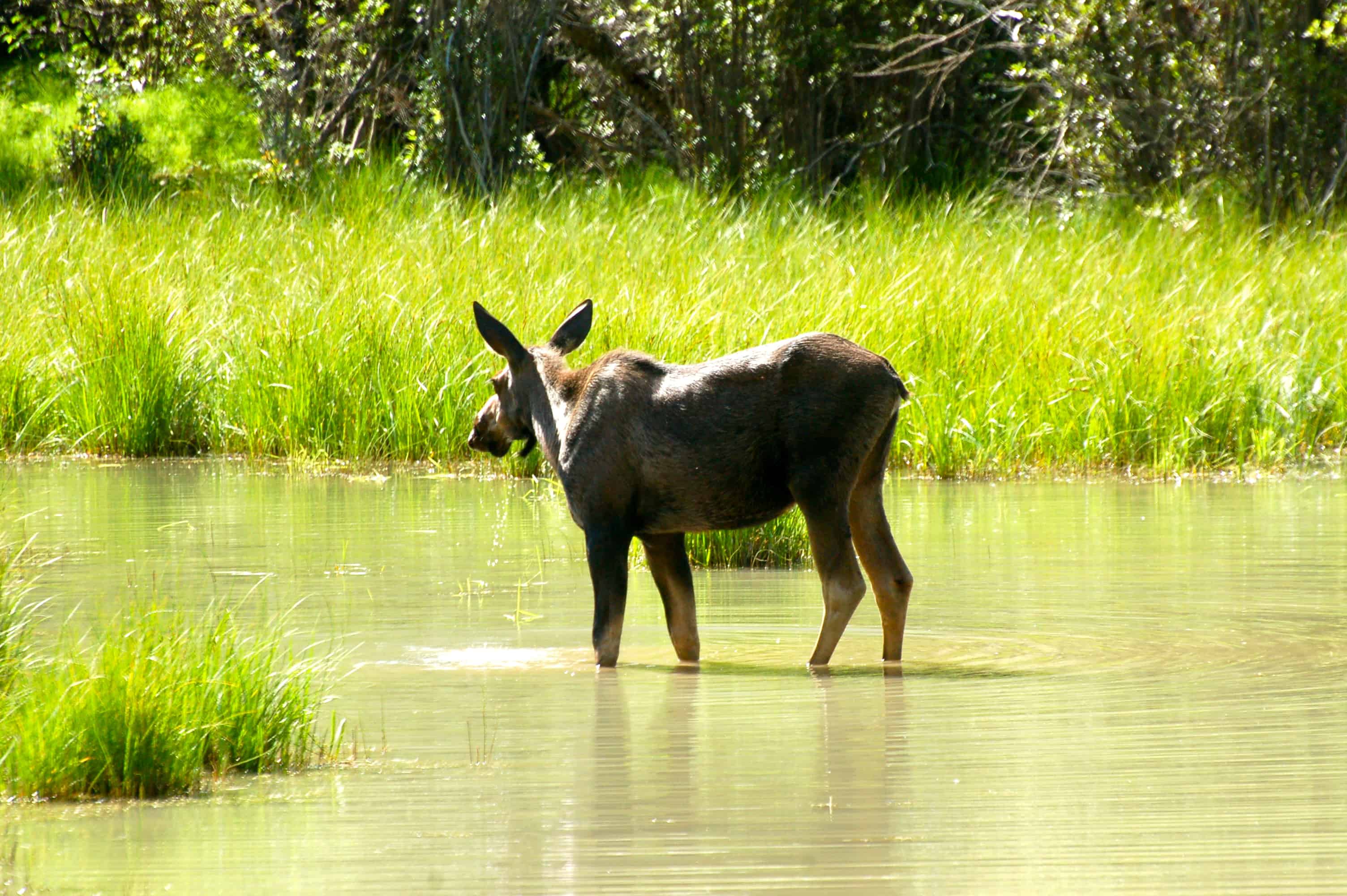 A moose feeding