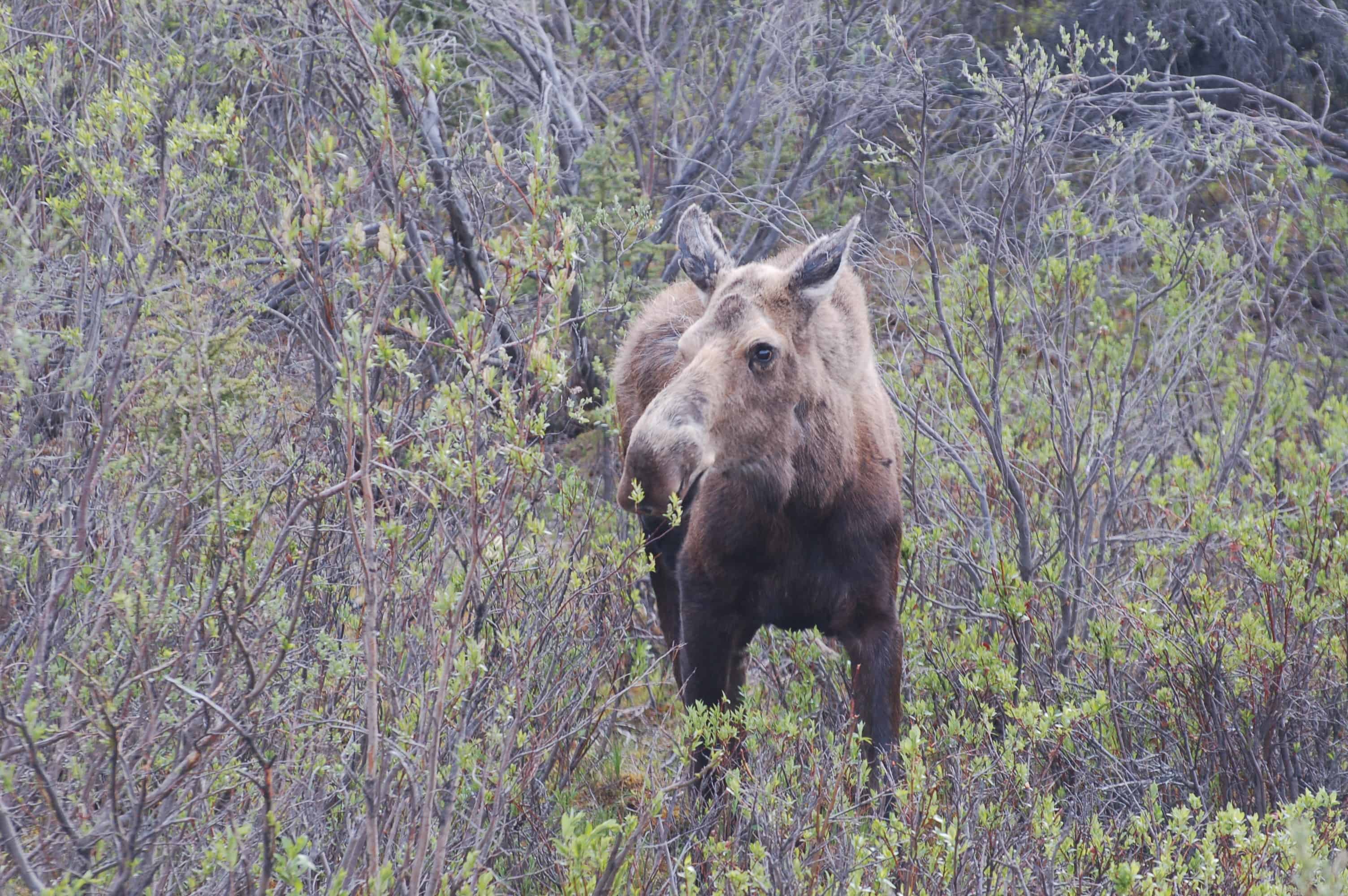 Our first moose, on the way out of Lake Louise