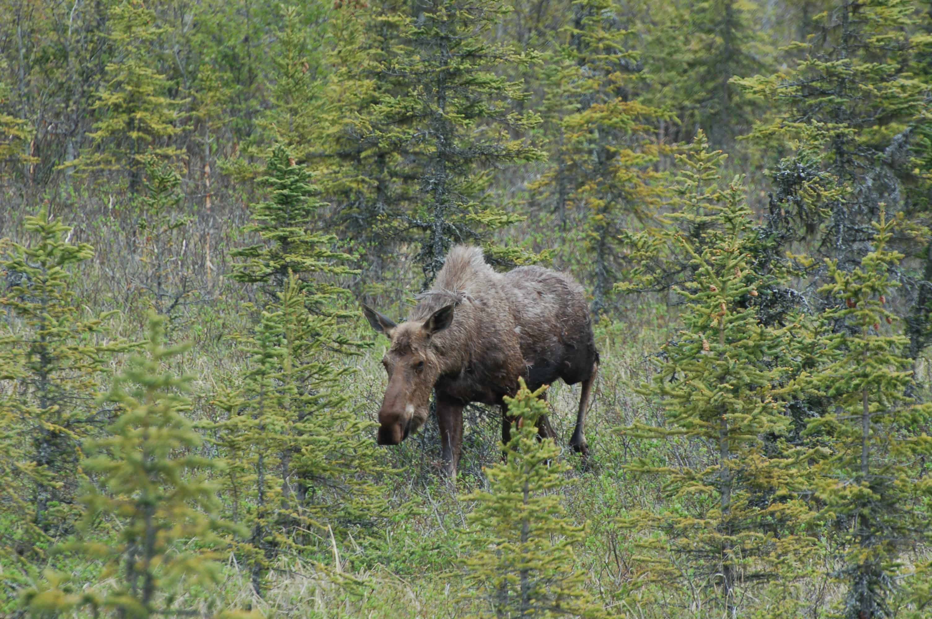 Moose on the roadside