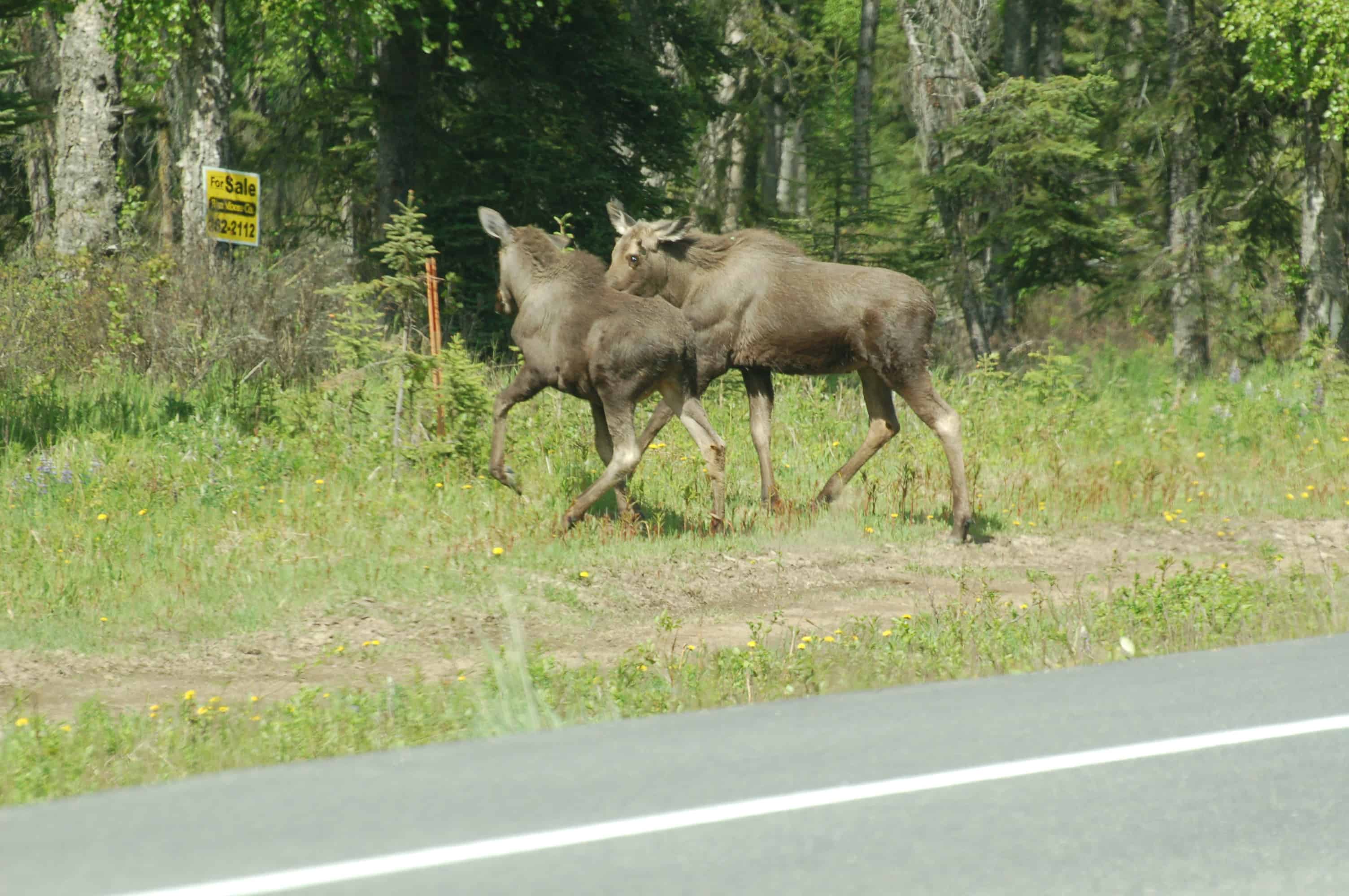 Two moose along the highway