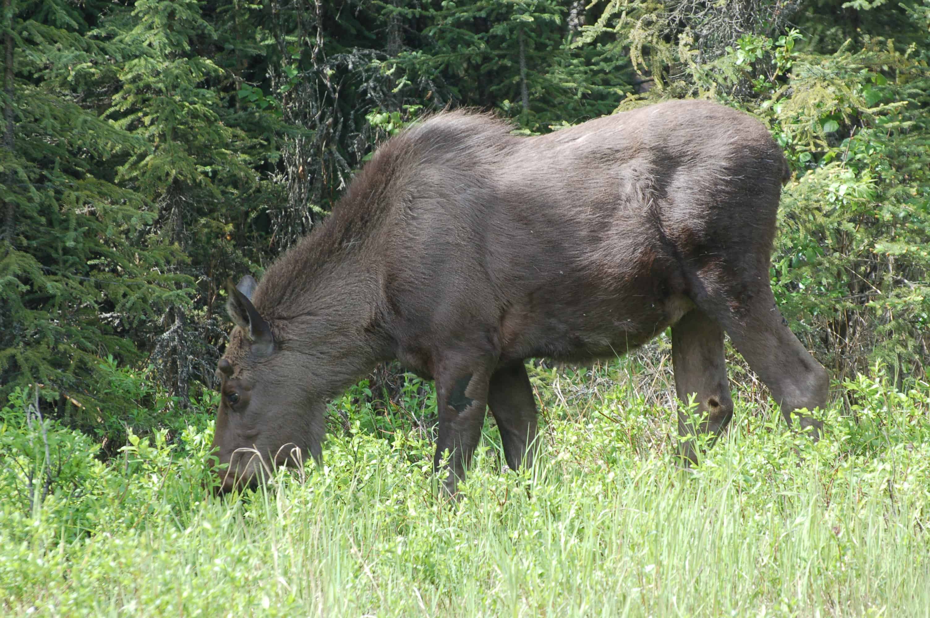 A fifth moose along the road