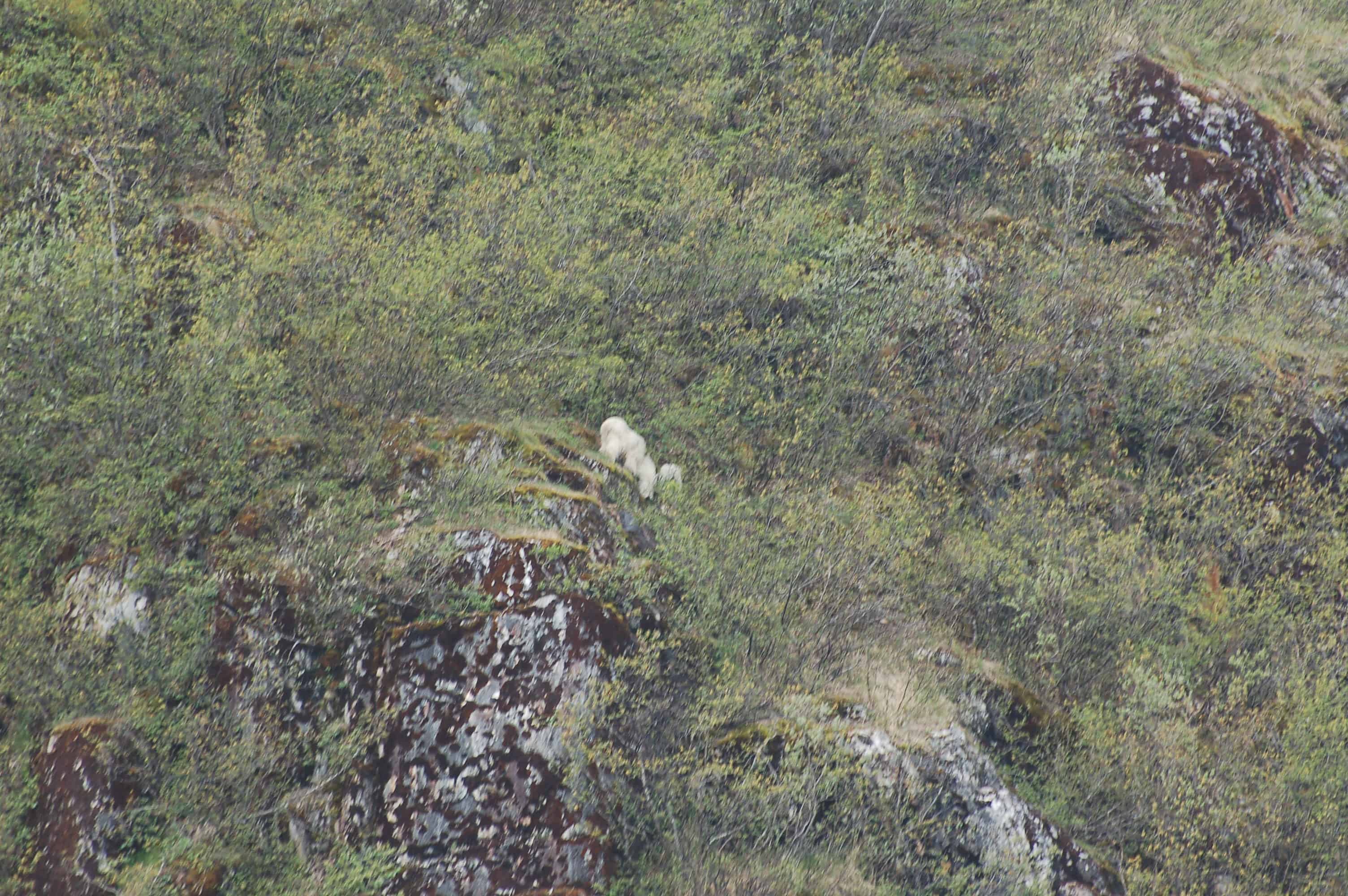 A mountain goat above us