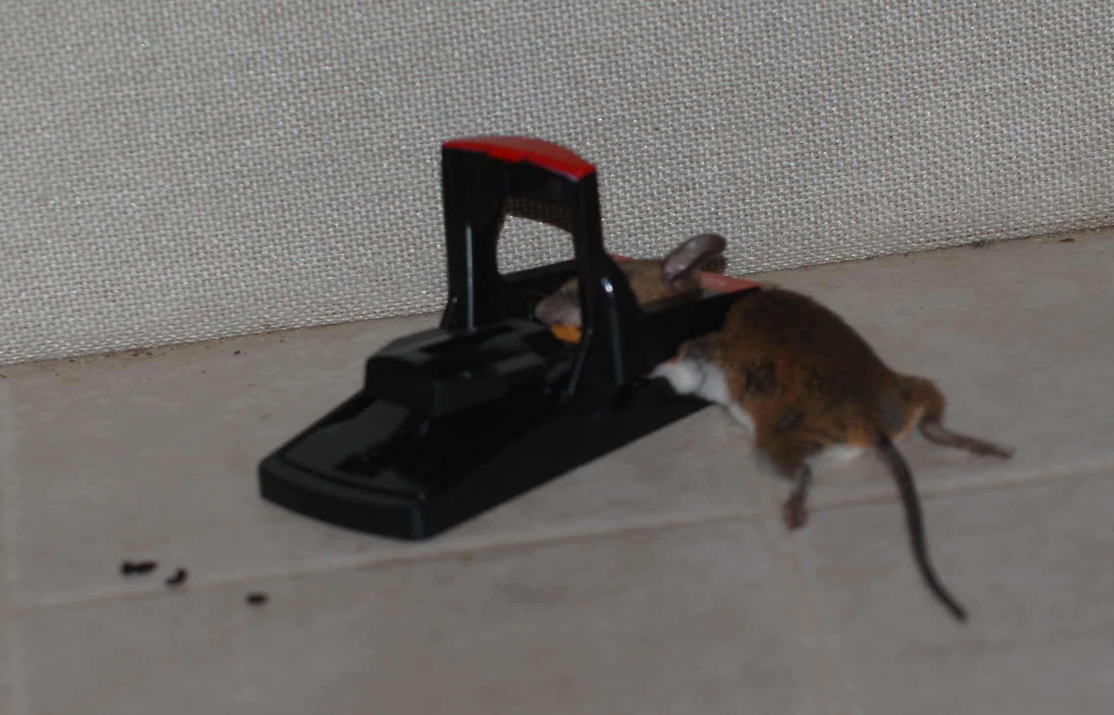 Sorry, mouse