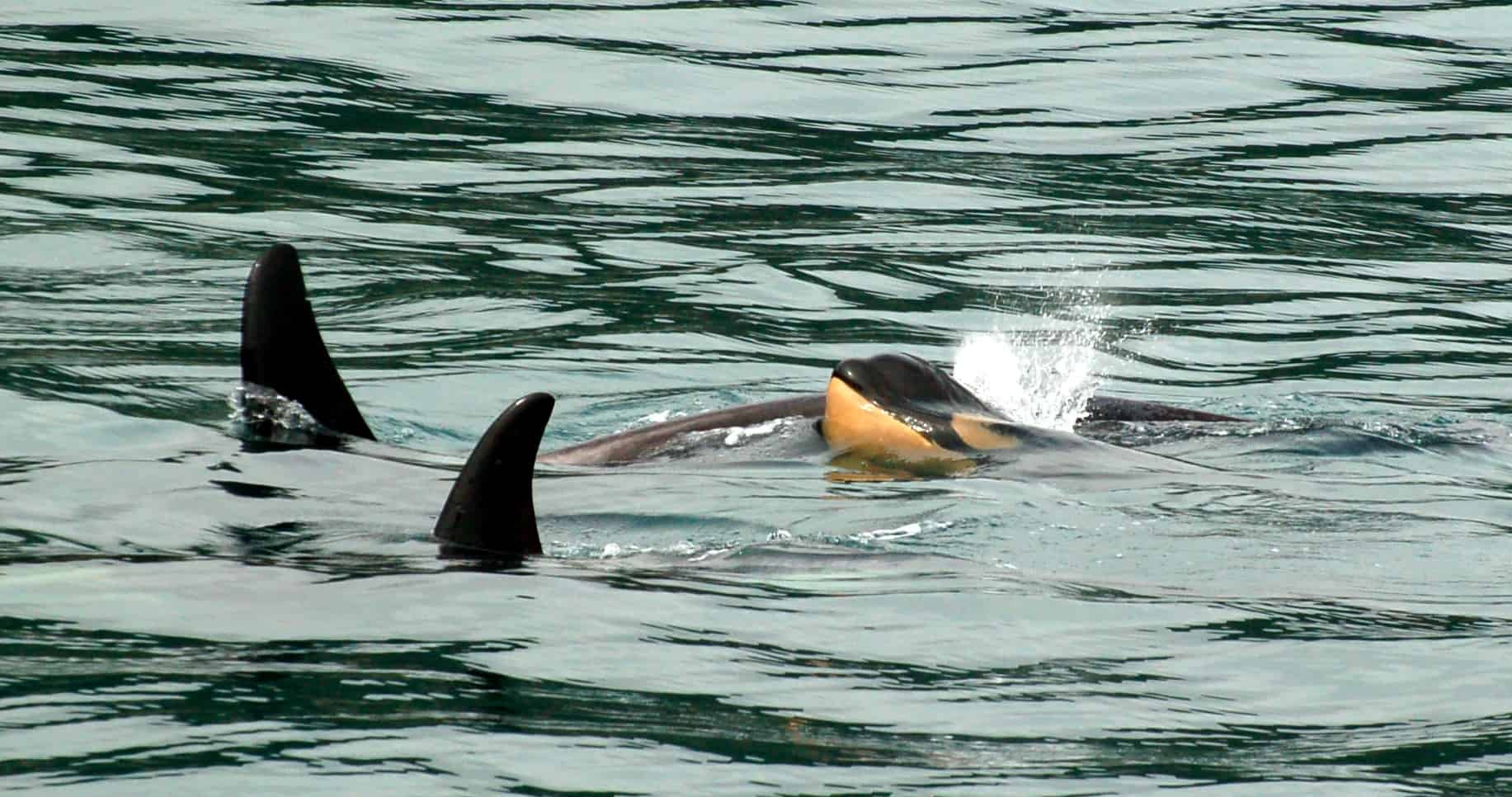 The orca pod, with the baby