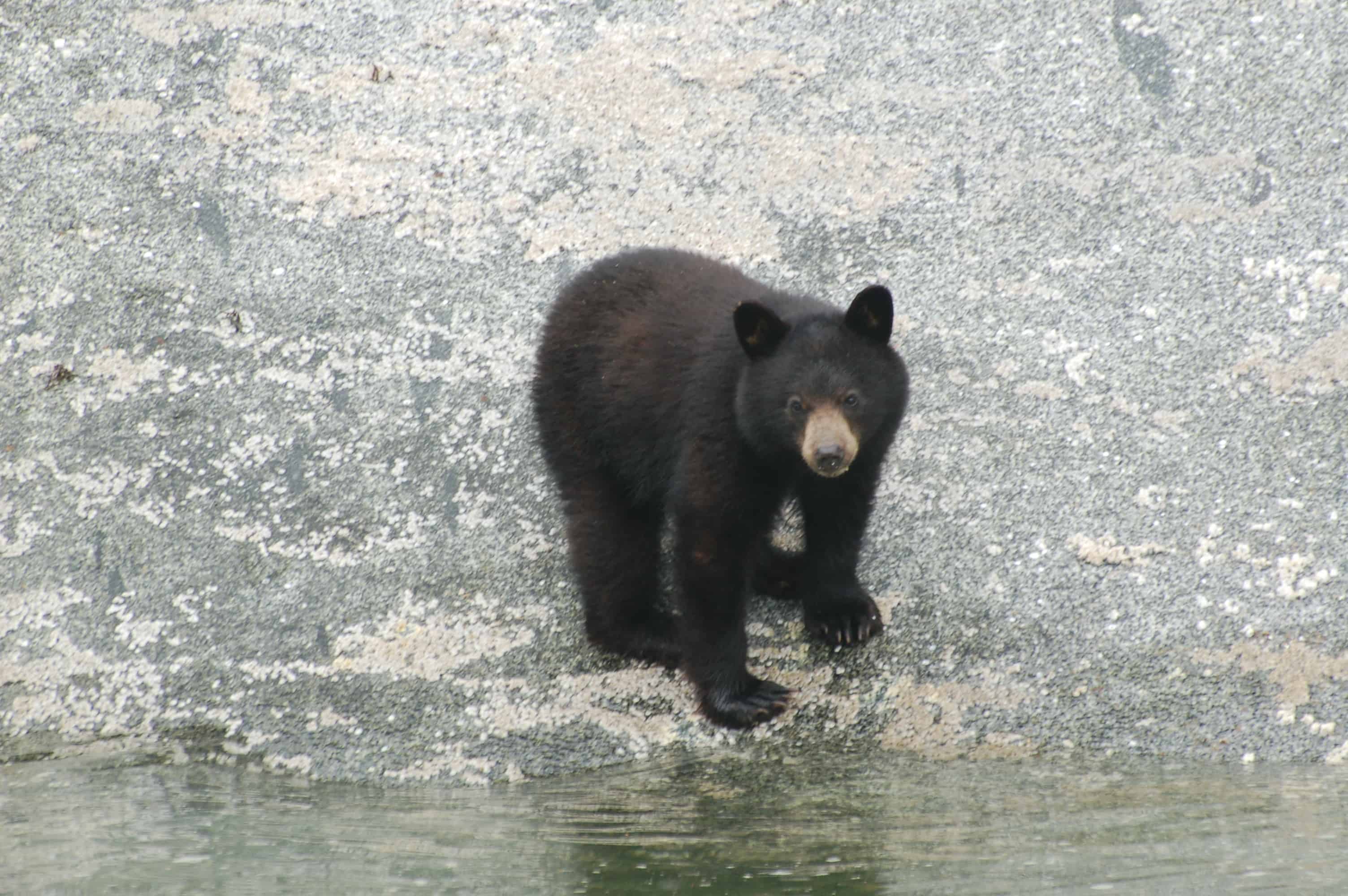A bear along the shoreline