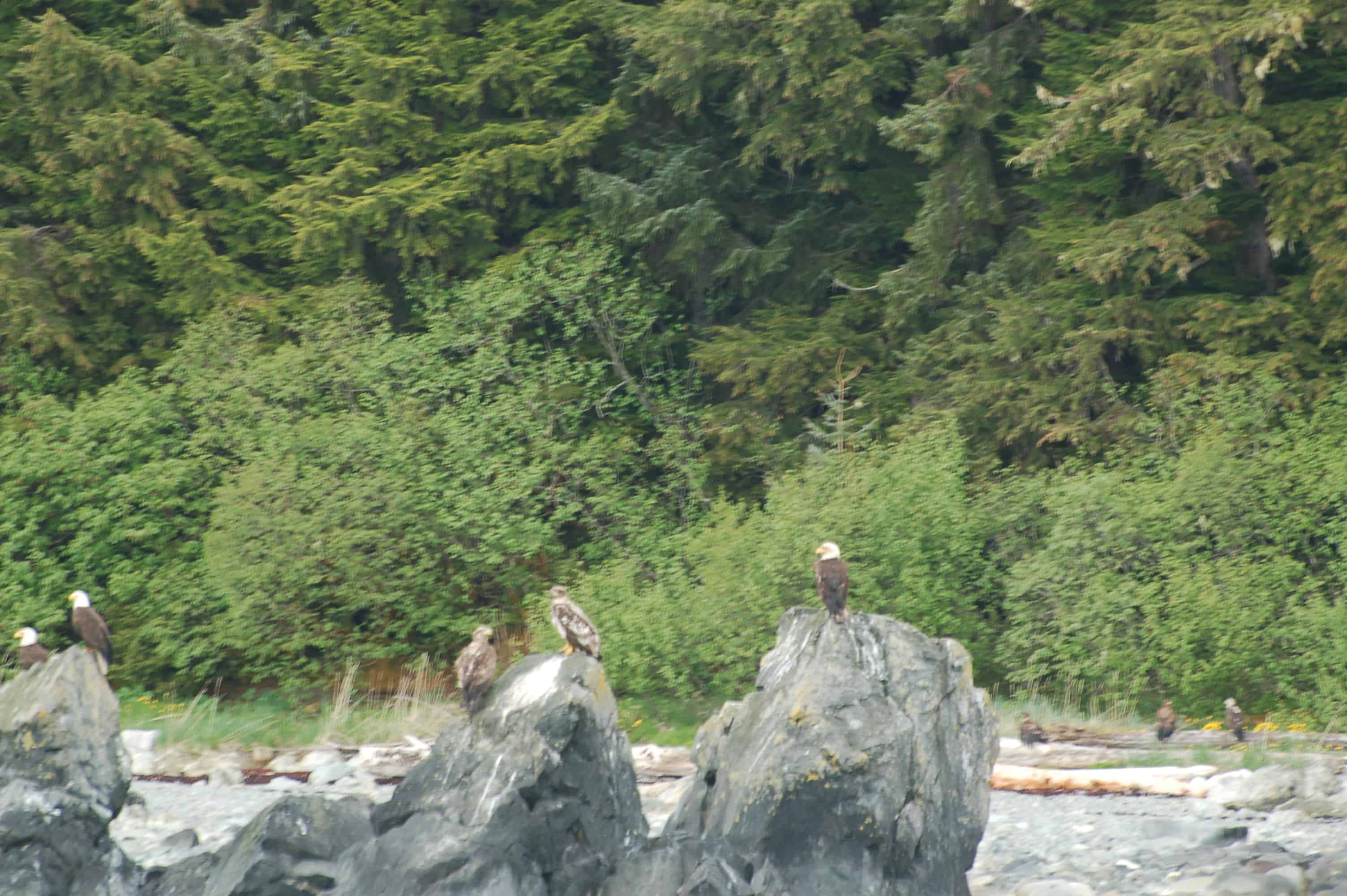 Juvenile bald eagles, still gray-feathered