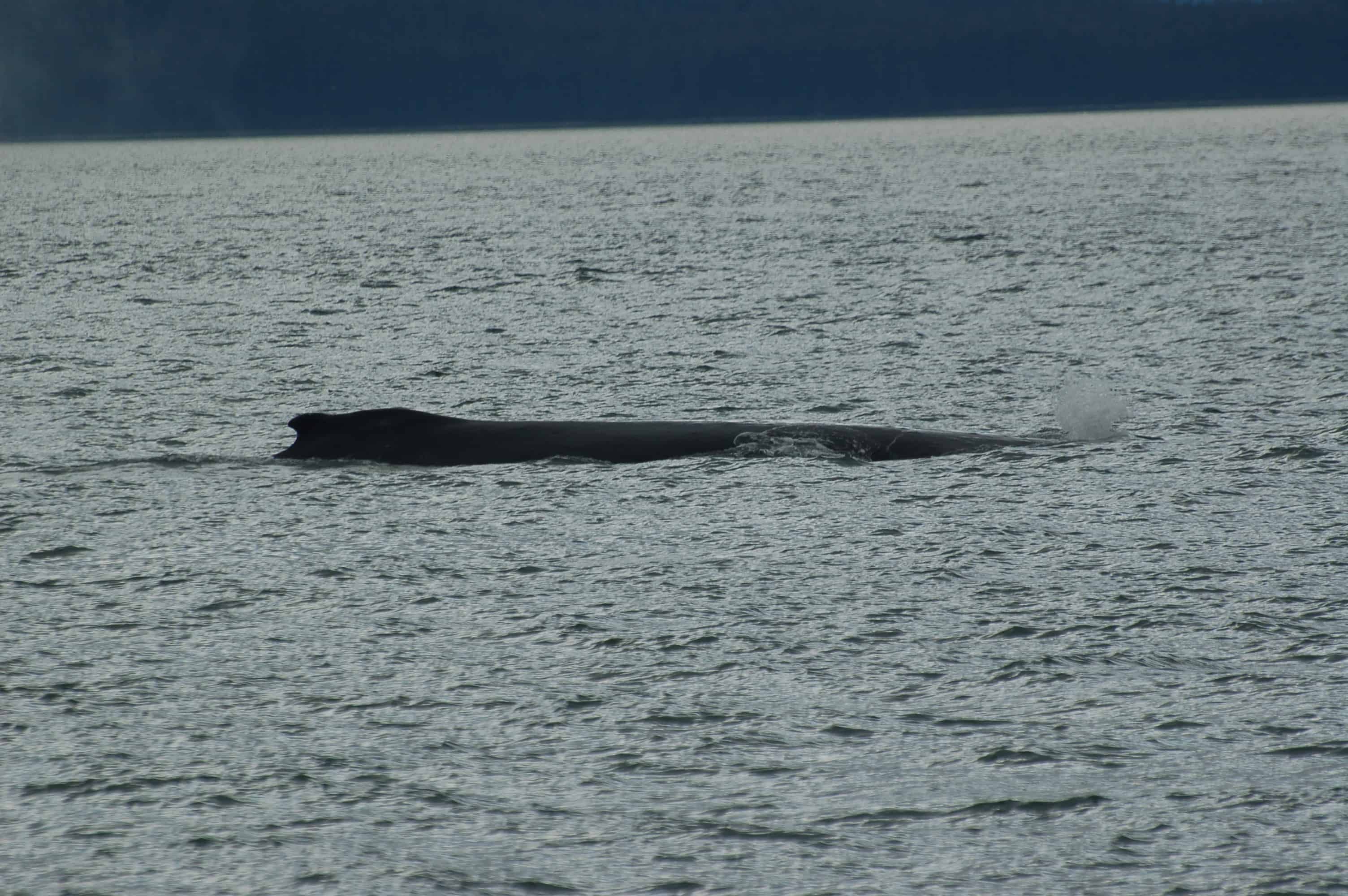 A humpback whale near the boat