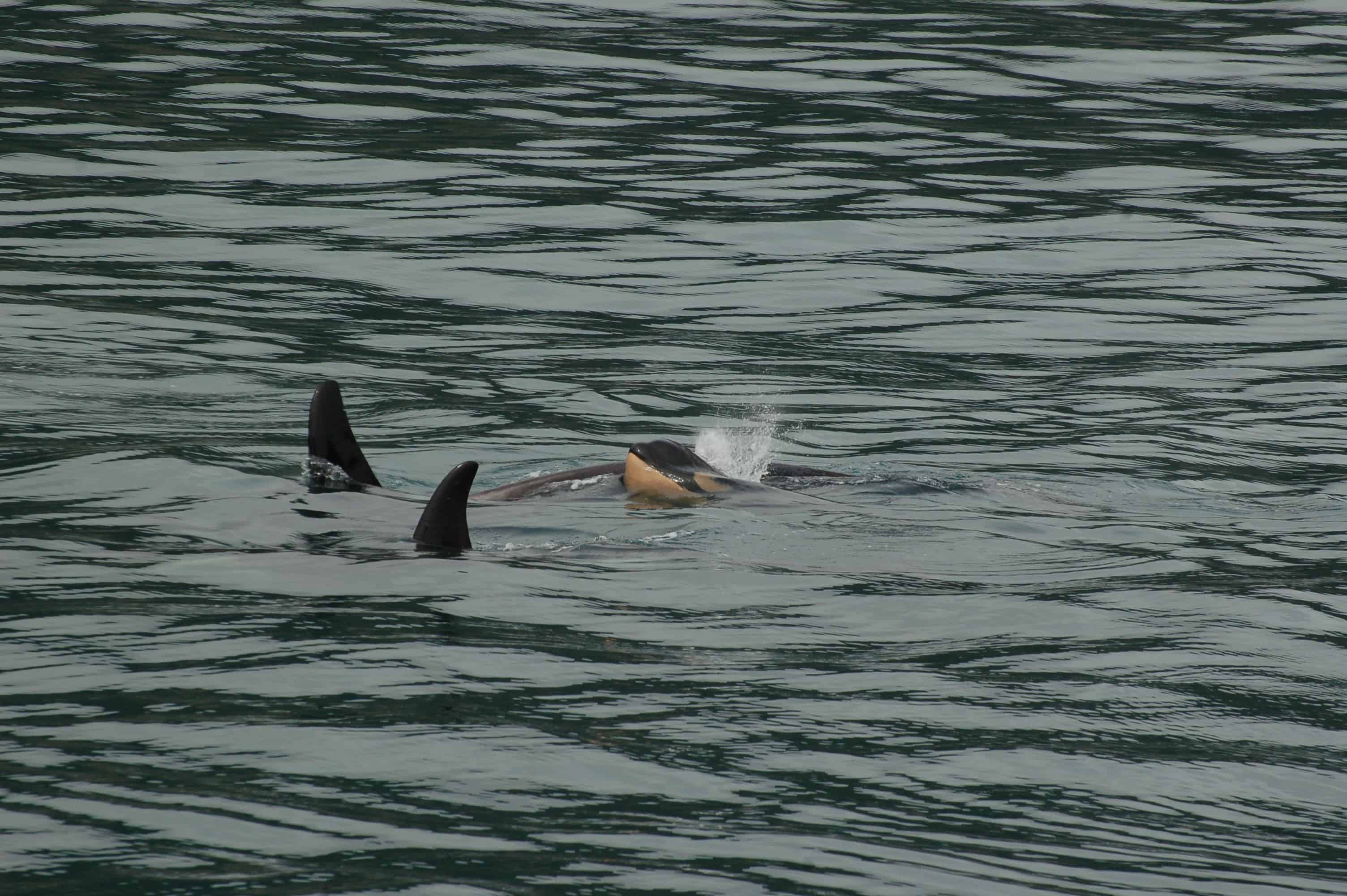 Baby orca with the pod